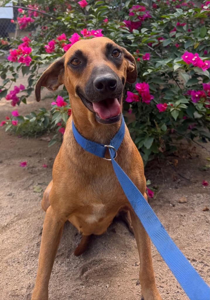 Enlarge Lili, a Adoptable mixed breed in San Diego, CA image 2/4