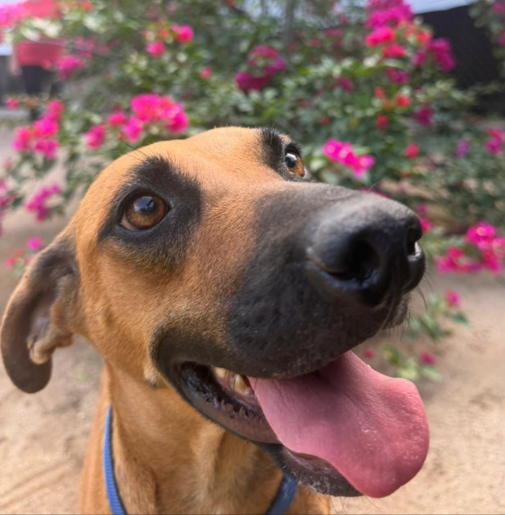 Enlarge Lili, a Adoptable mixed breed in San Diego, CA image 3/4