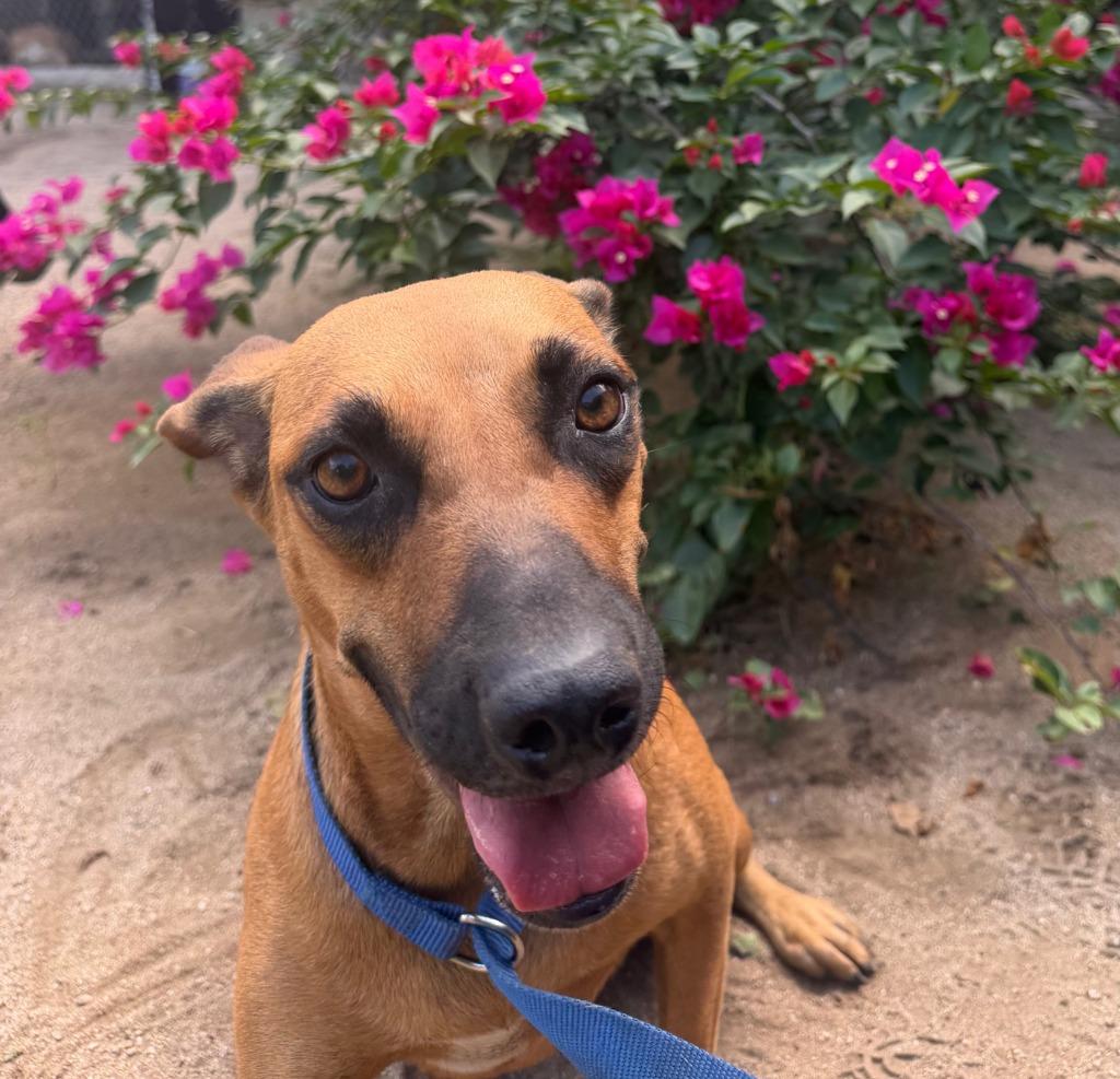 Enlarge Lili, a Adoptable mixed breed in San Diego, CA image 4/4