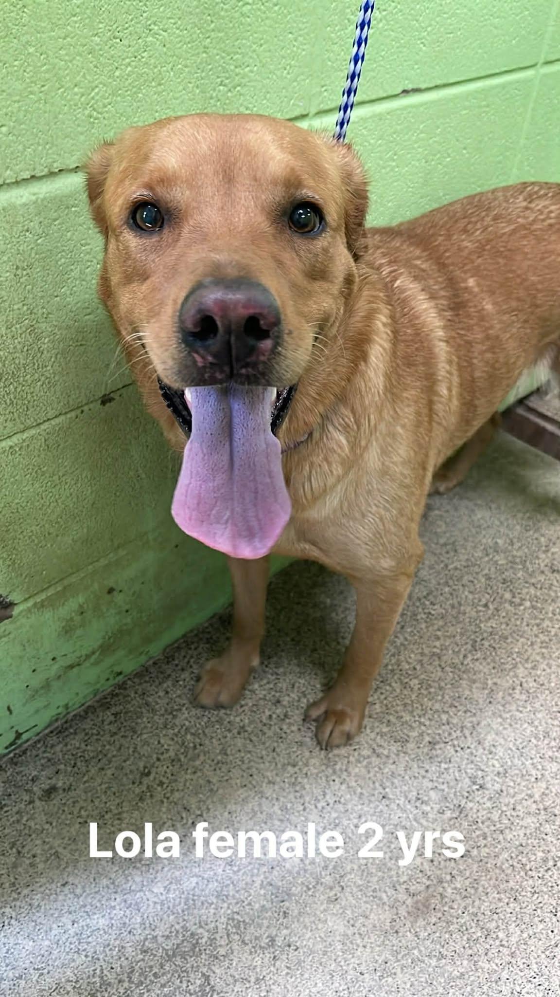 Enlarge Lola, an adoptable Labrador Retriever in Fort Payne, AL image 5/5
