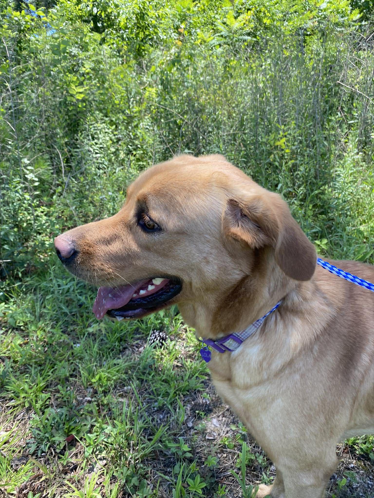 Enlarge Lola, an adoptable Labrador Retriever in Fort Payne, AL image 3/5