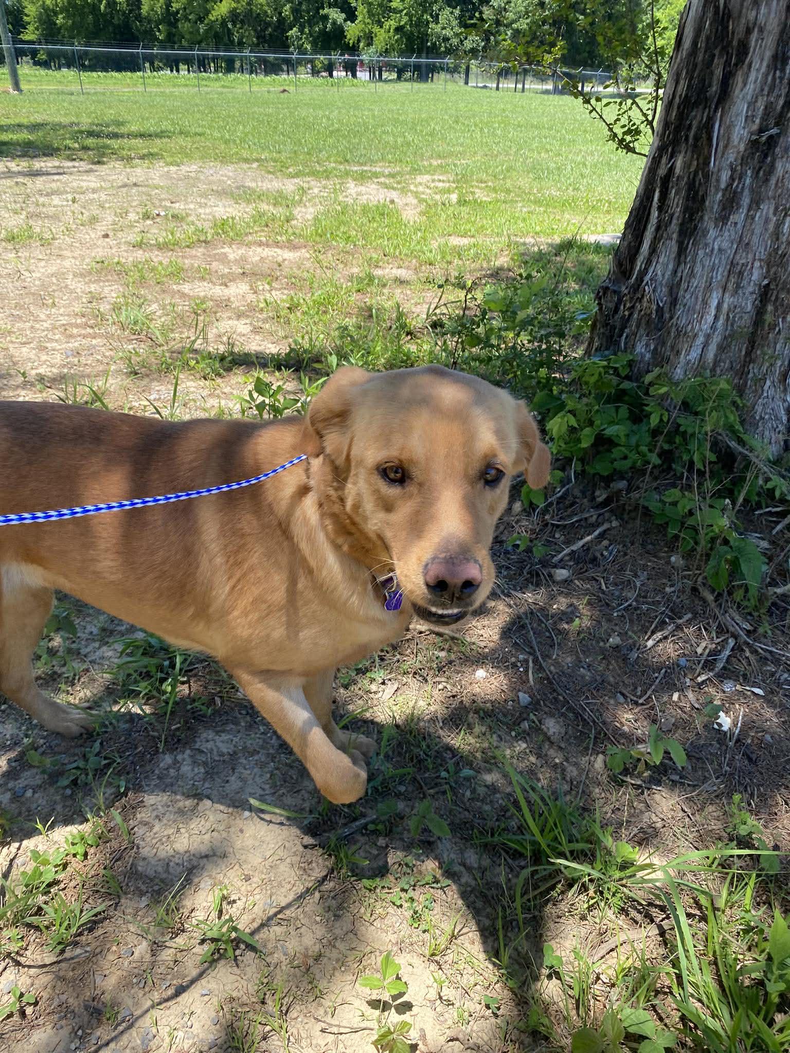 Lola, adoptable, Adult Female Labrador Retriever.