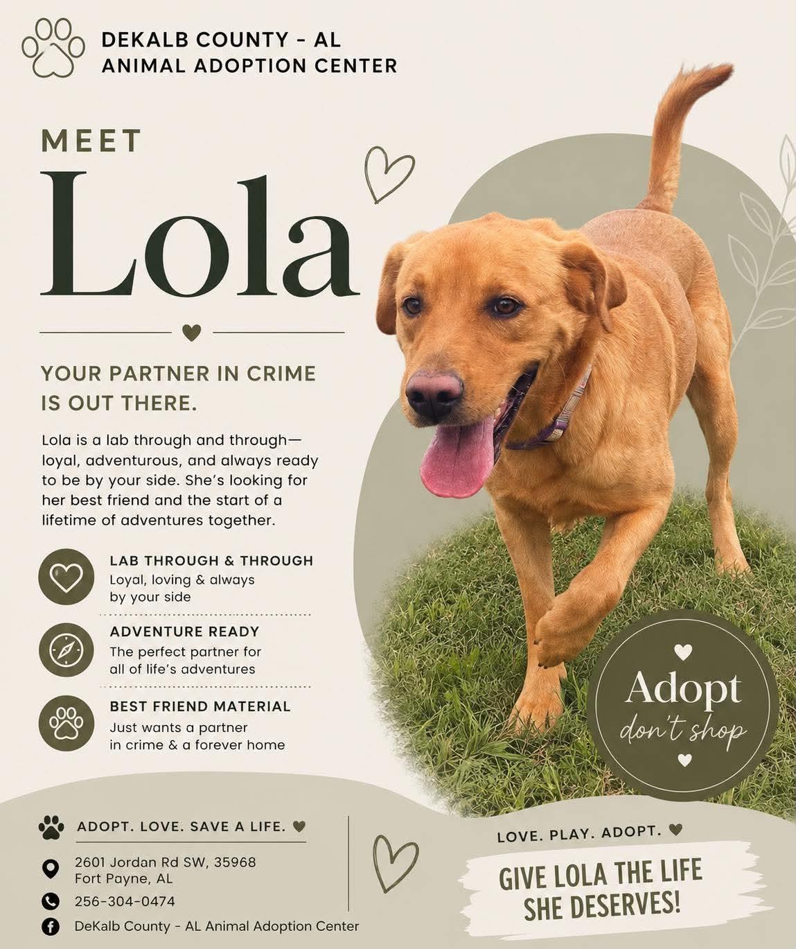 Lola, an adoptable Labrador Retriever in Fort Payne, AL image 5/6