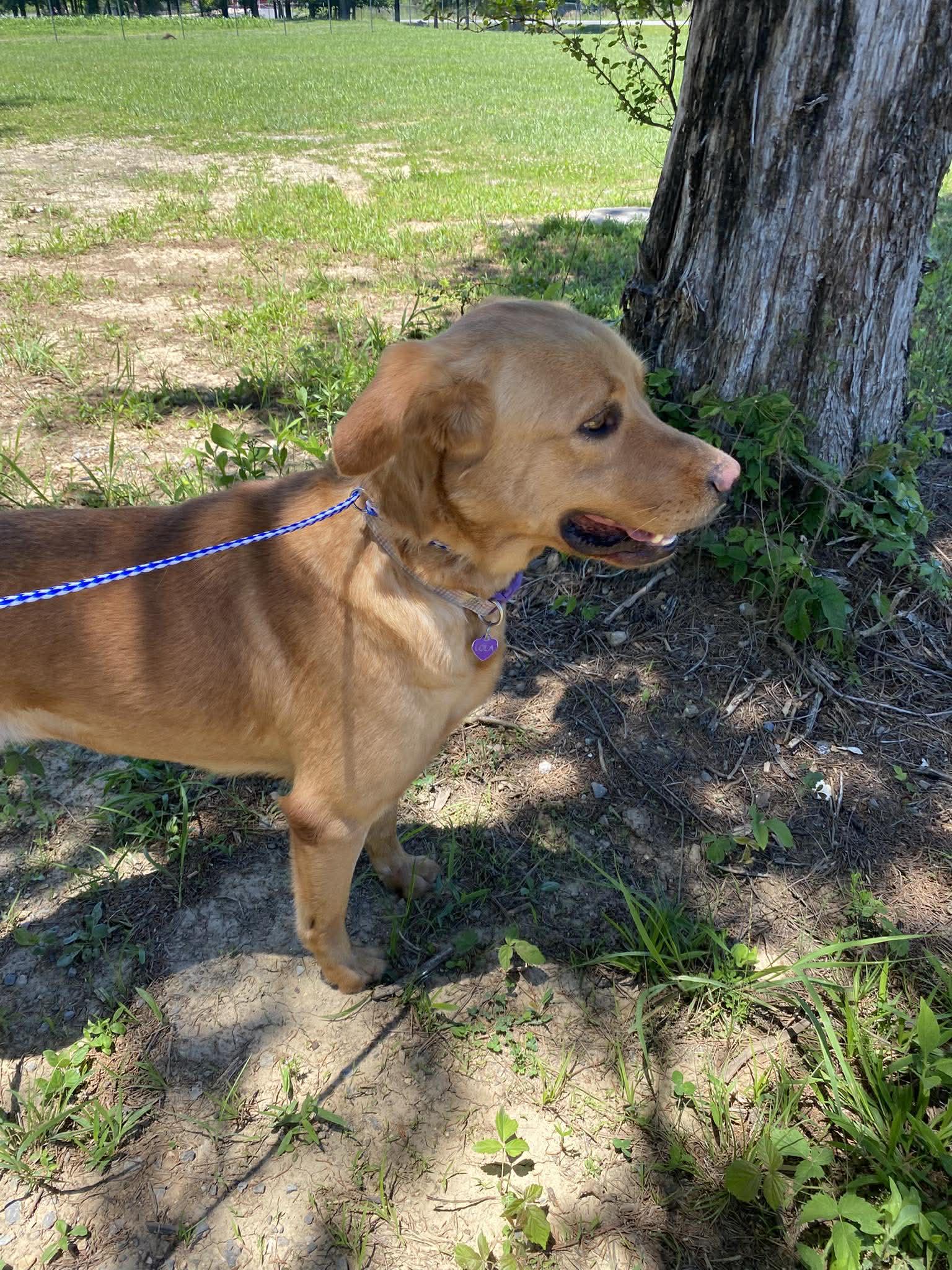 Enlarge Lola, an adoptable Labrador Retriever in Fort Payne, AL image 4/5