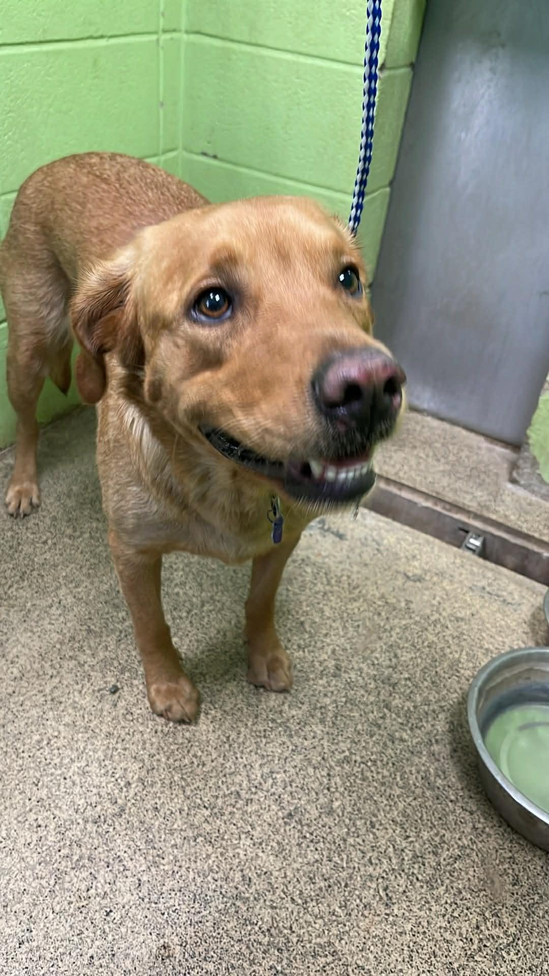 Enlarge Lola, a ADOPTABLE Labrador Retriever in Fort Payne, AL image 2/2