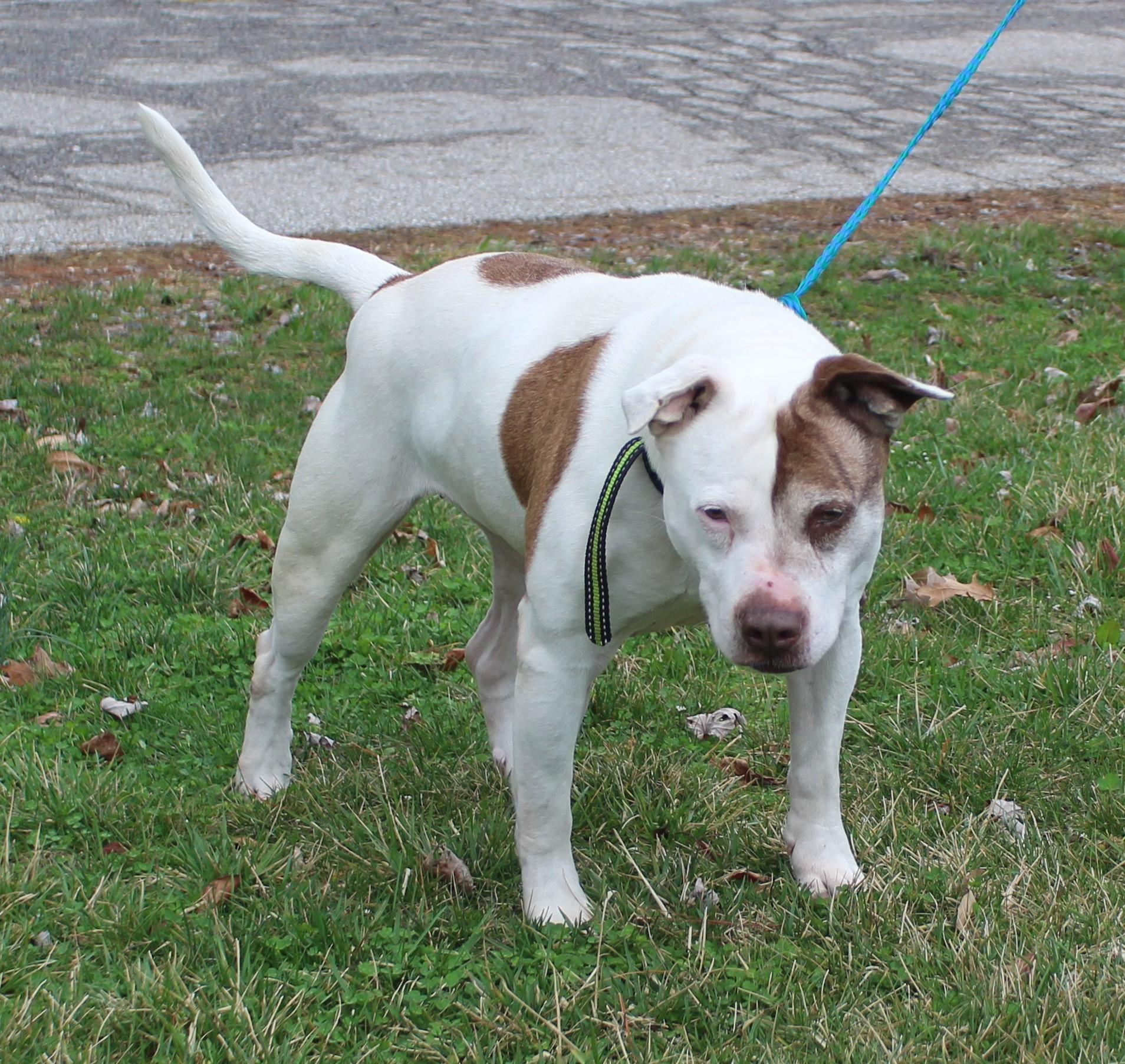Enlarge Edna (11585), a ADOPTABLE mixed breed in Heath, OH image 2/2