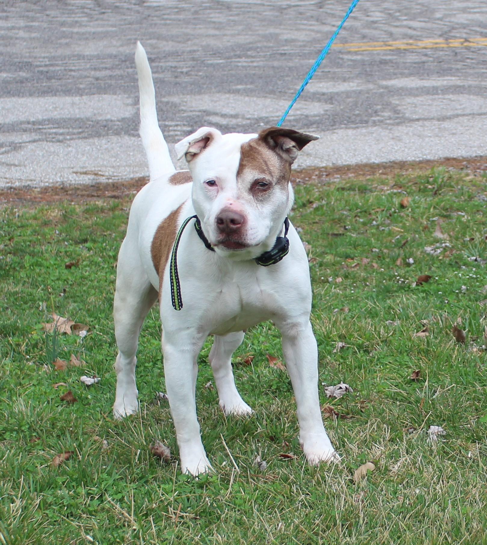 Edna (11585), ADOPTABLE, Senior Female Pit Bull Terrier.