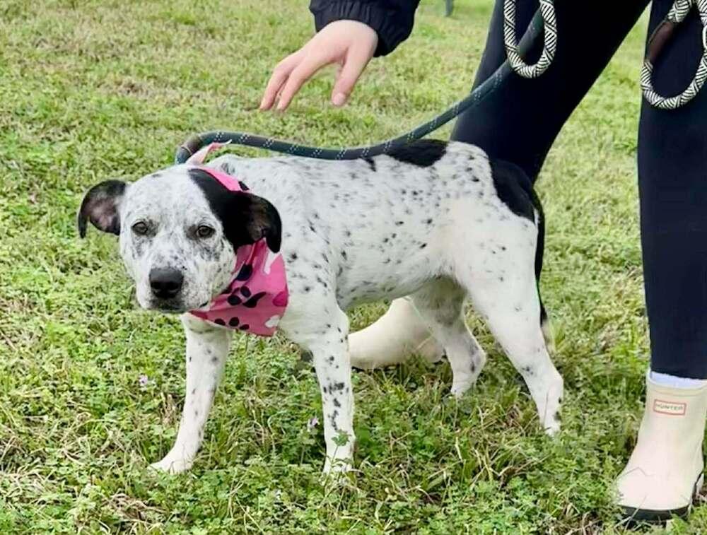 Polly — thumbnail 2