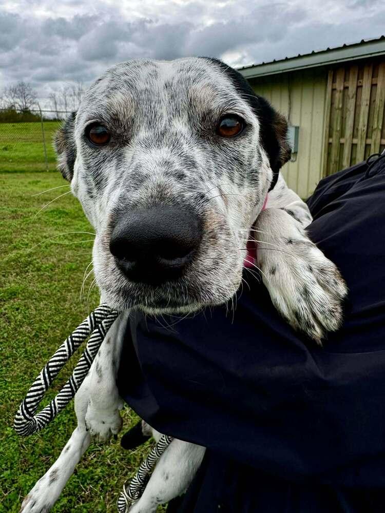 Polly — thumbnail 3