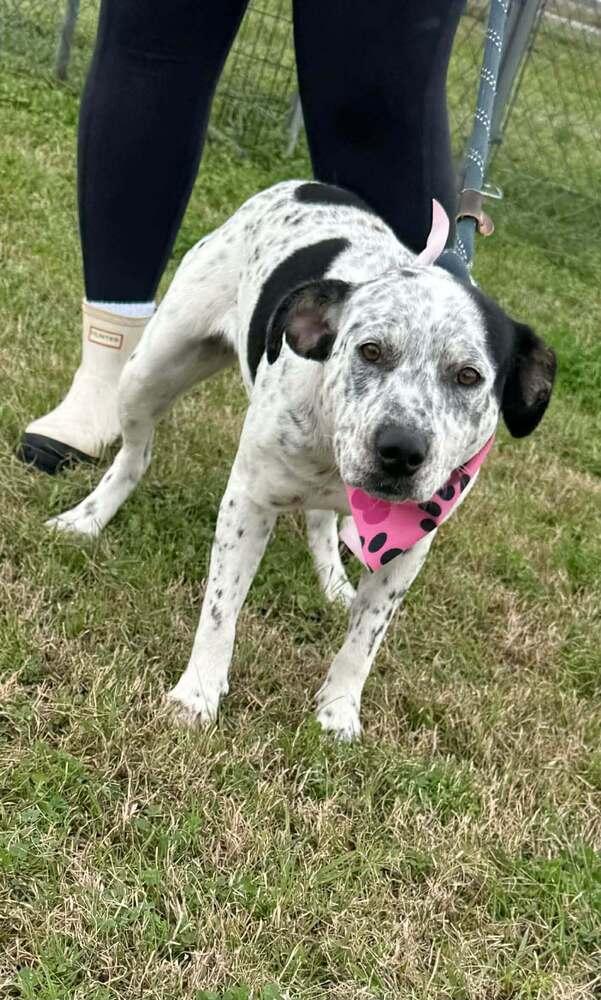 Polly — thumbnail 4