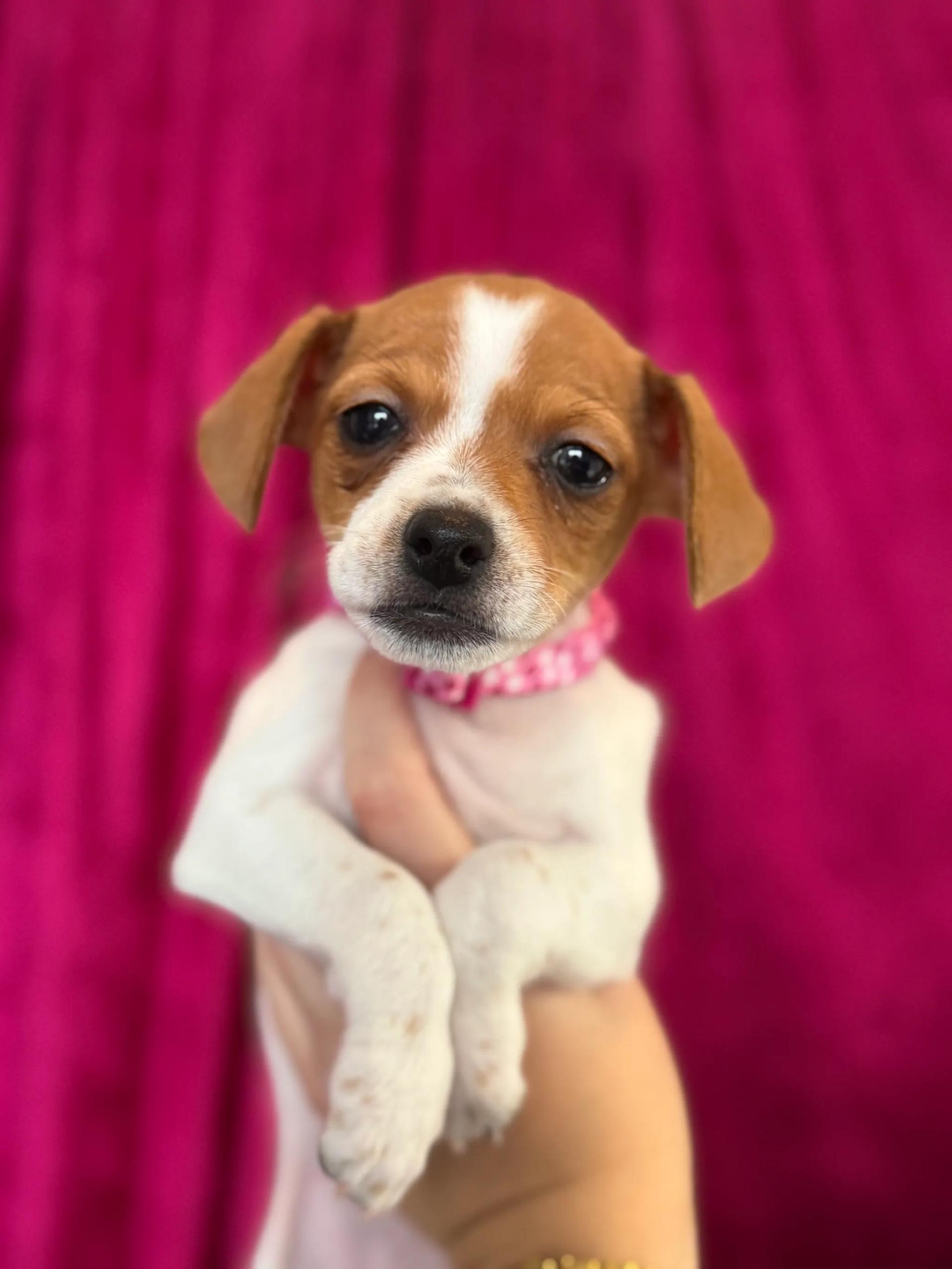 Marcy, adopted, Puppy Female Terrier.