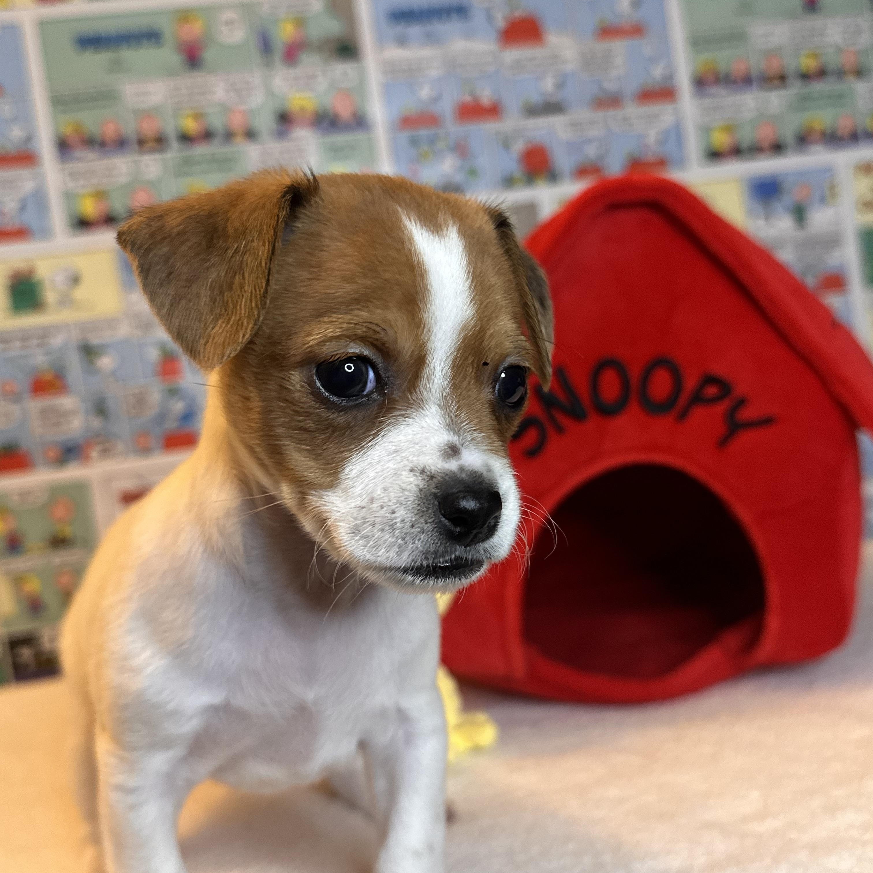 Enlarge Marcy, an adopted mixed breed in West Hollywood, CA image 2/2