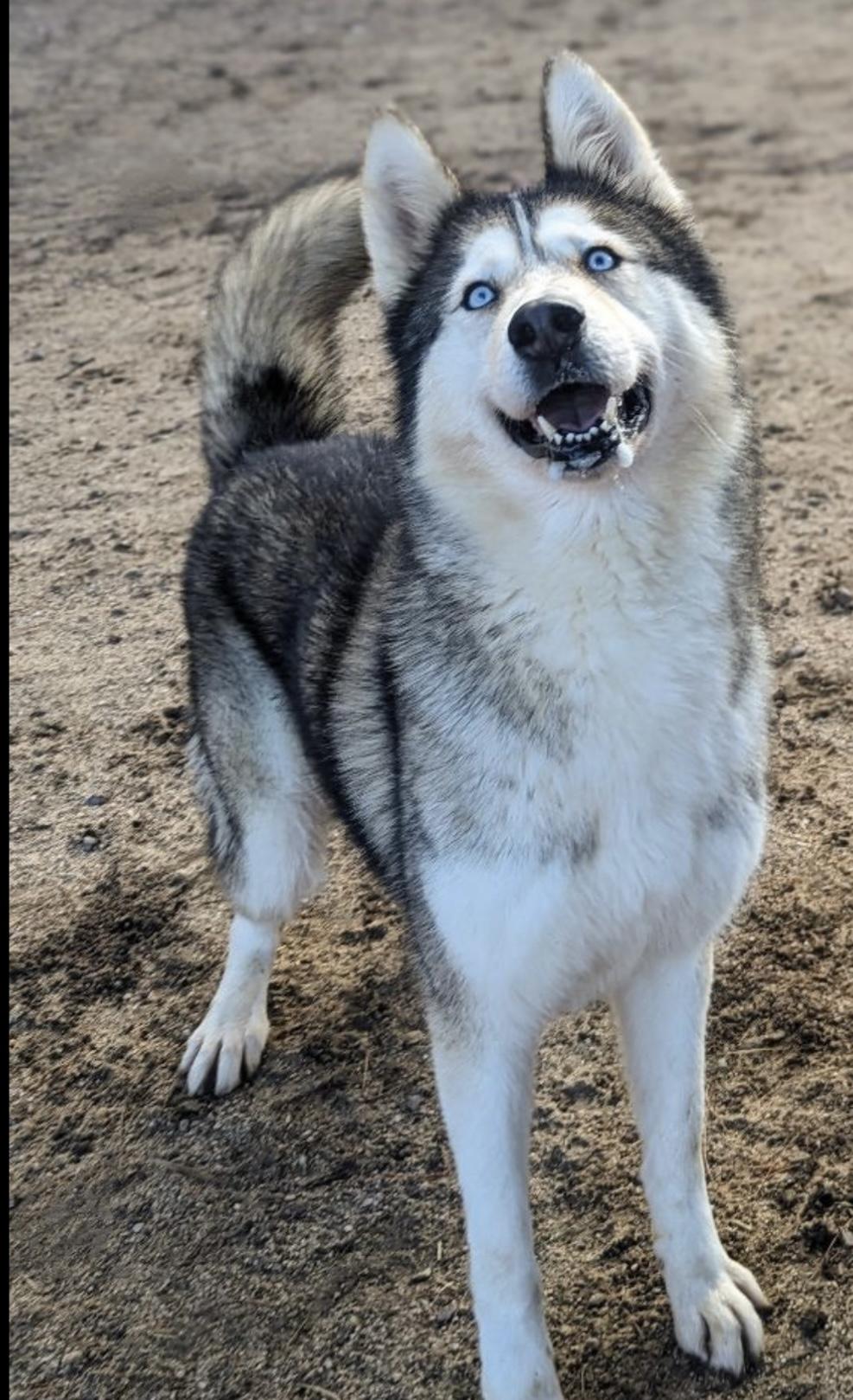 Nola, ADOPTABLE, Adult Female Husky.