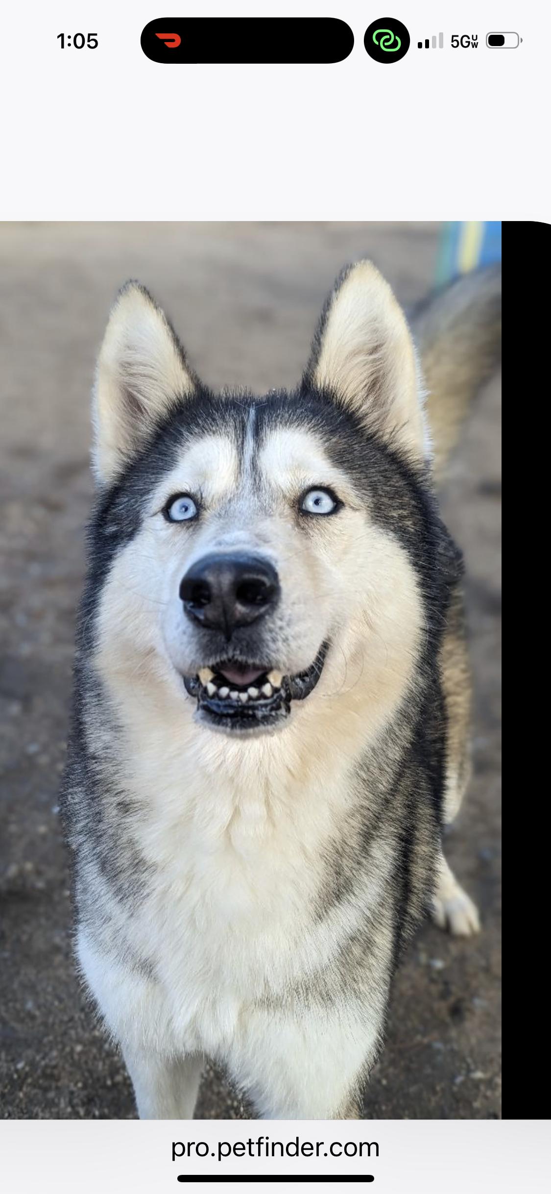 Nola, a ADOPTABLE Husky in Portland , OR image 2/3