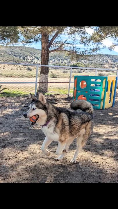 Enlarge Nola, a ADOPTABLE Husky in Portland , OR video 3/3