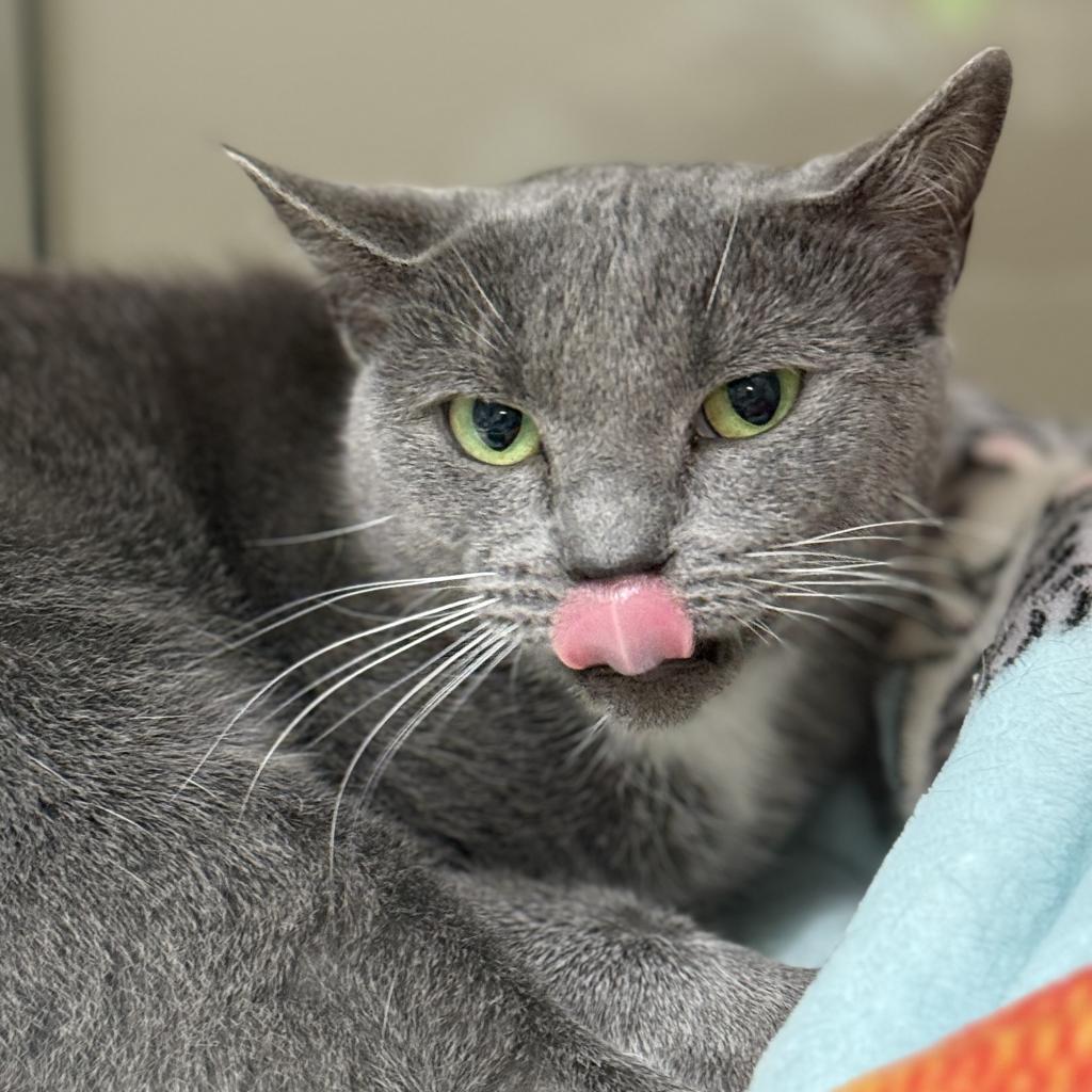 Velvet, Adoptable, Adult Female Domestic Short Hair.