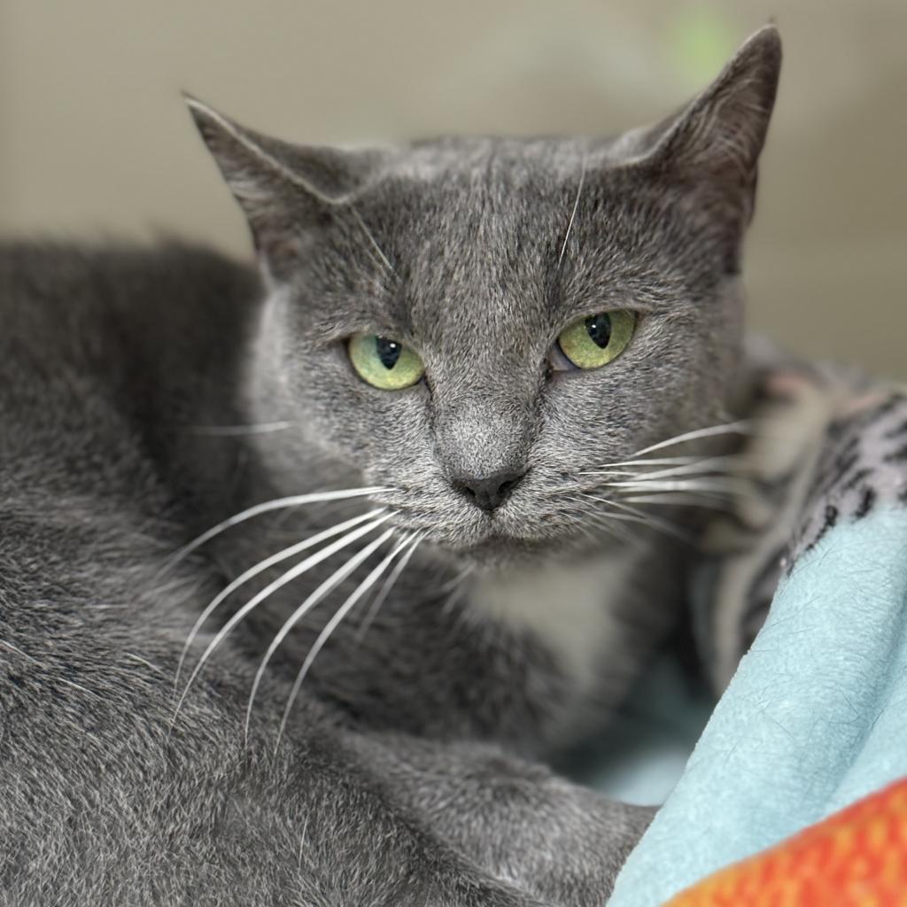 Enlarge Velvet, a Adoptable Domestic Short Hair in Cumming, GA image 2/4