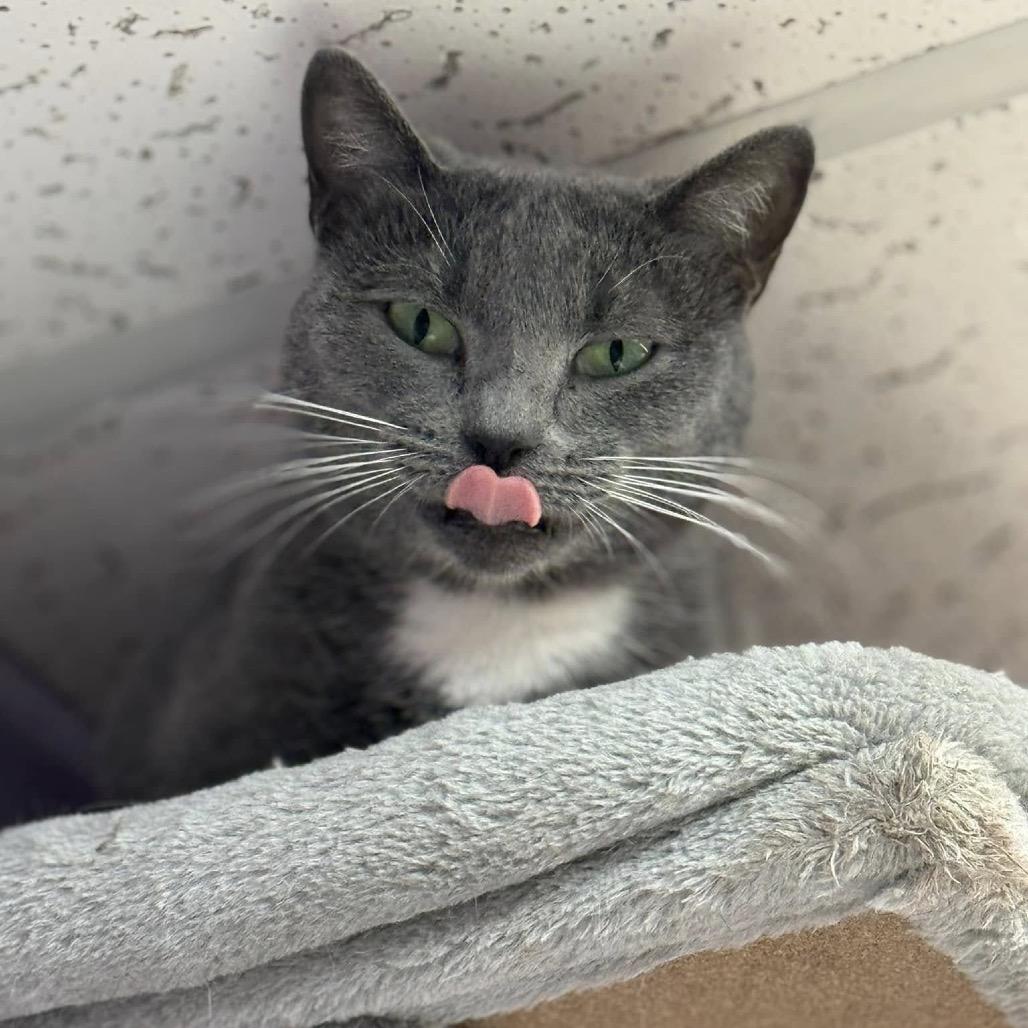 Enlarge Velvet, a Adoptable Domestic Short Hair in Cumming, GA image 3/4