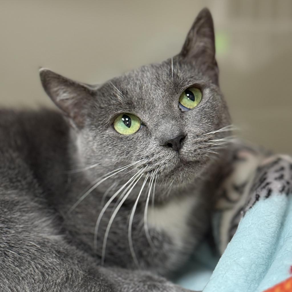 Enlarge Velvet, a Adoptable Domestic Short Hair in Cumming, GA image 4/4