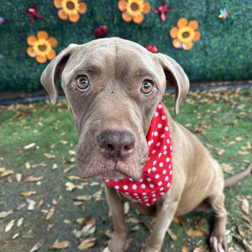 Princess Buttercup — thumbnail 3