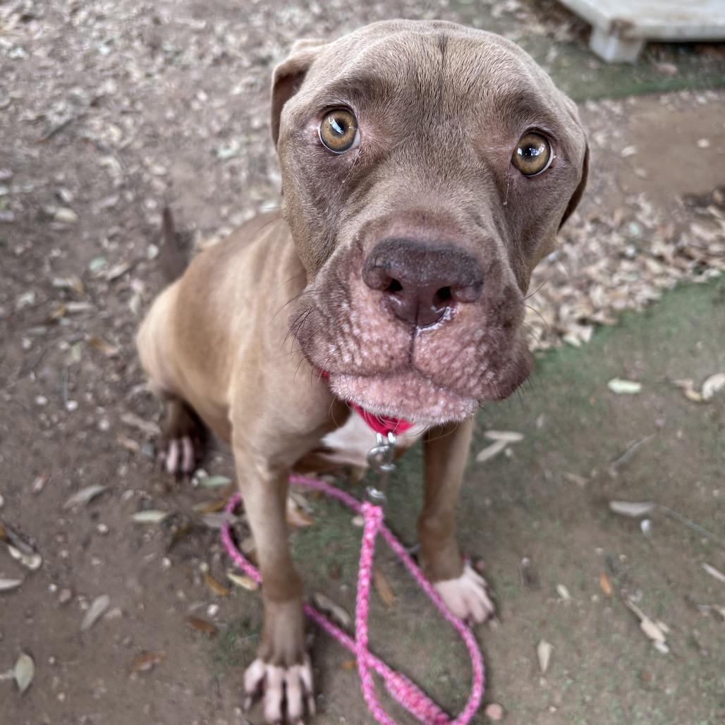 Princess Buttercup — thumbnail 5