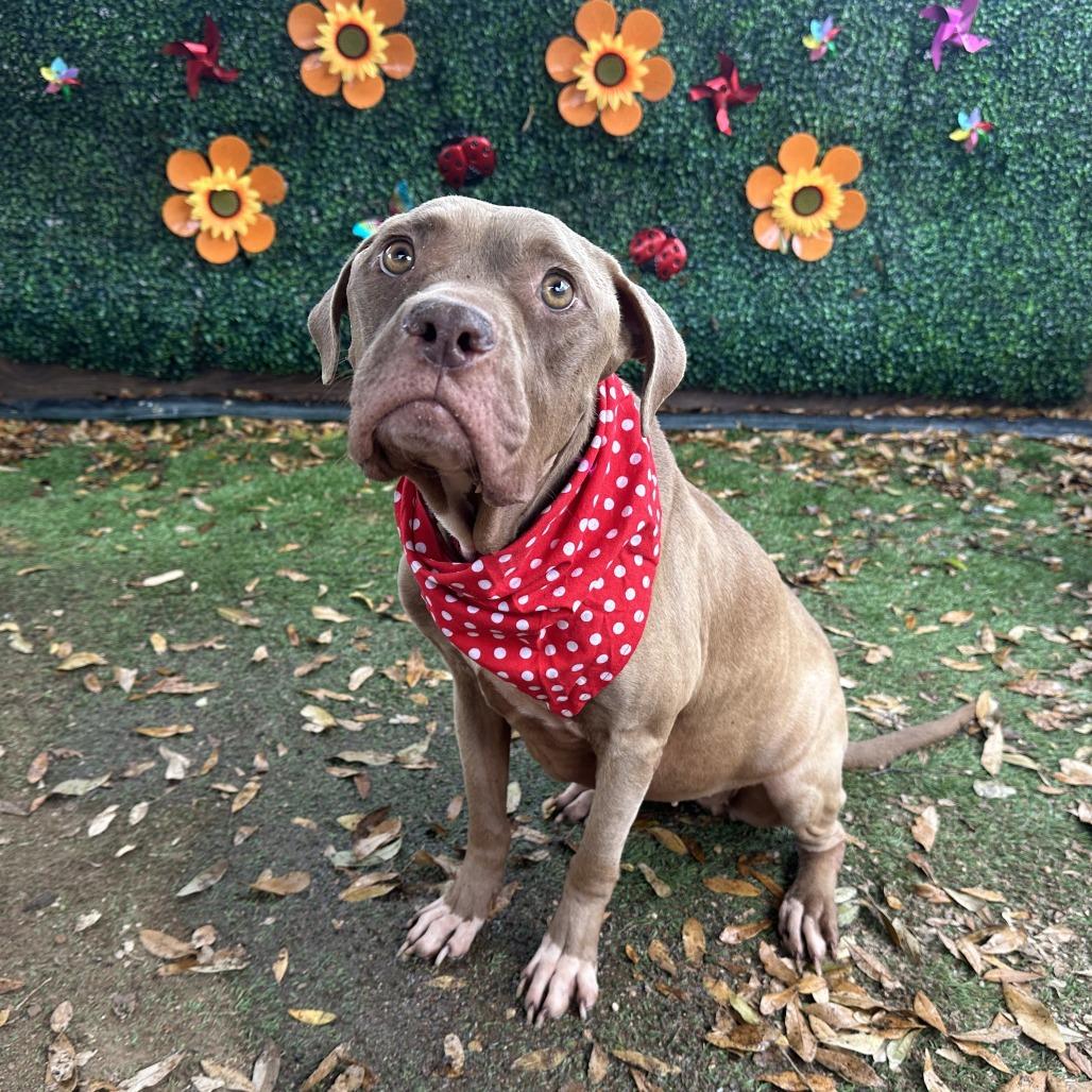 Princess Buttercup — thumbnail 6