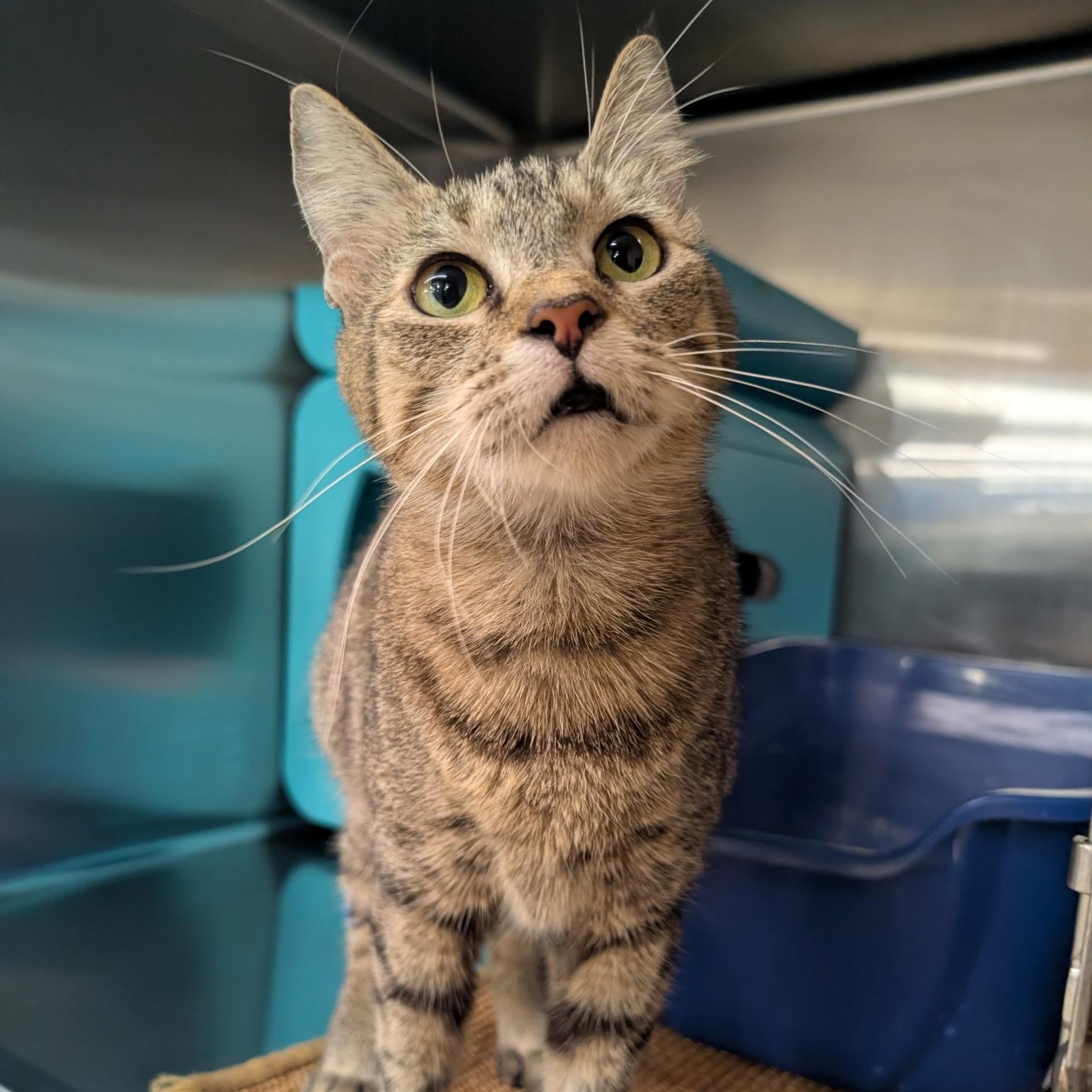 Hannah, a Adoptable Domestic Short Hair in Clearwater, FL image 2/4