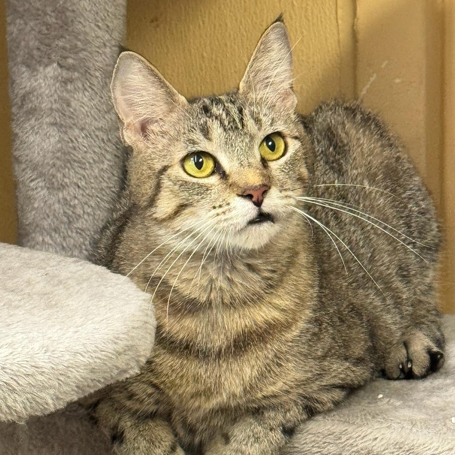 Hannah, a Adoptable Domestic Short Hair in Clearwater, FL image 1/4