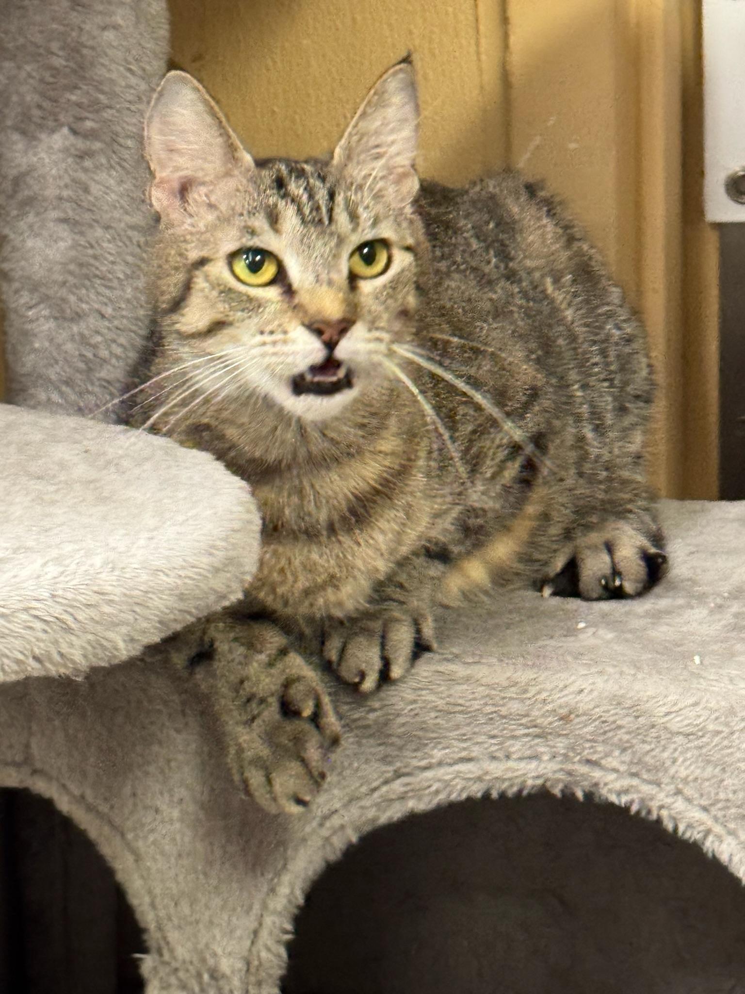 Hannah, a Adoptable Domestic Short Hair in Clearwater, FL image 4/4