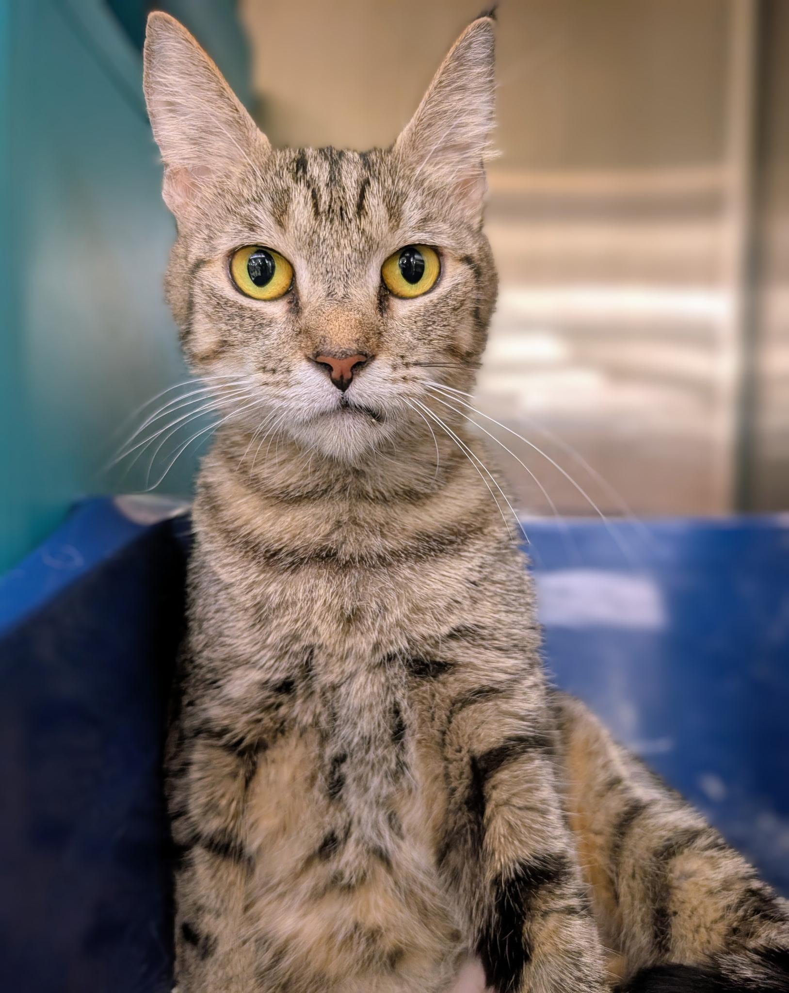 Hannah, a Adoptable Domestic Short Hair in Clearwater, FL image 3/4