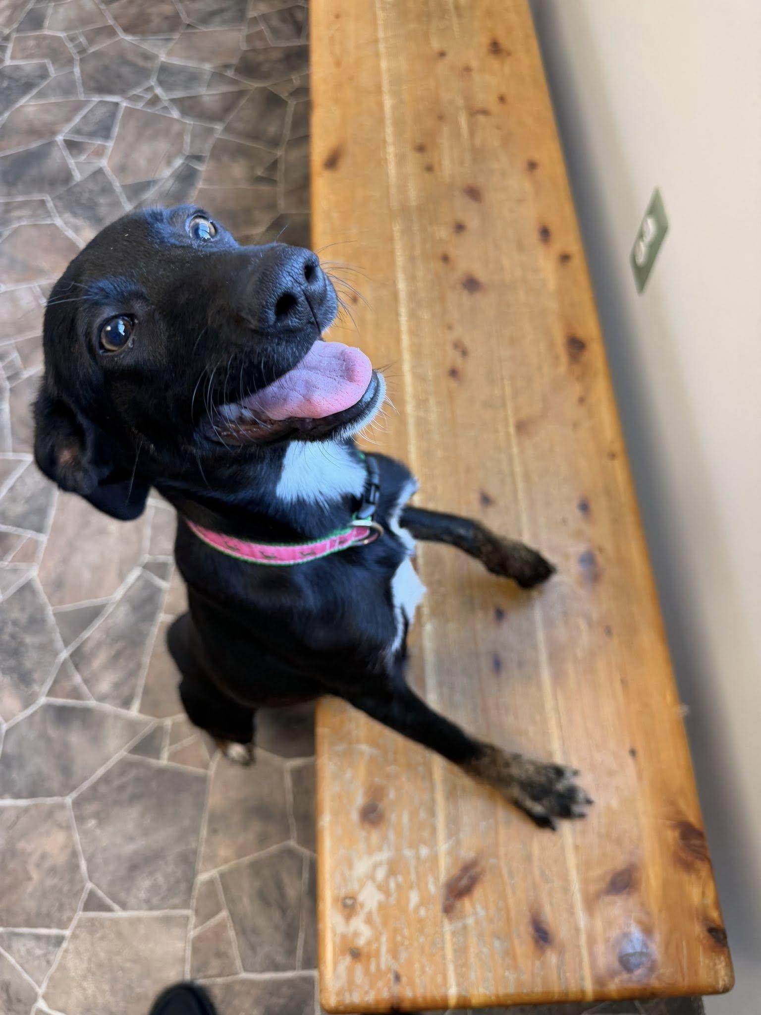 Enlarge Beetle, a ADOPTABLE mixed breed in Sterling Heights, MI image 5/6