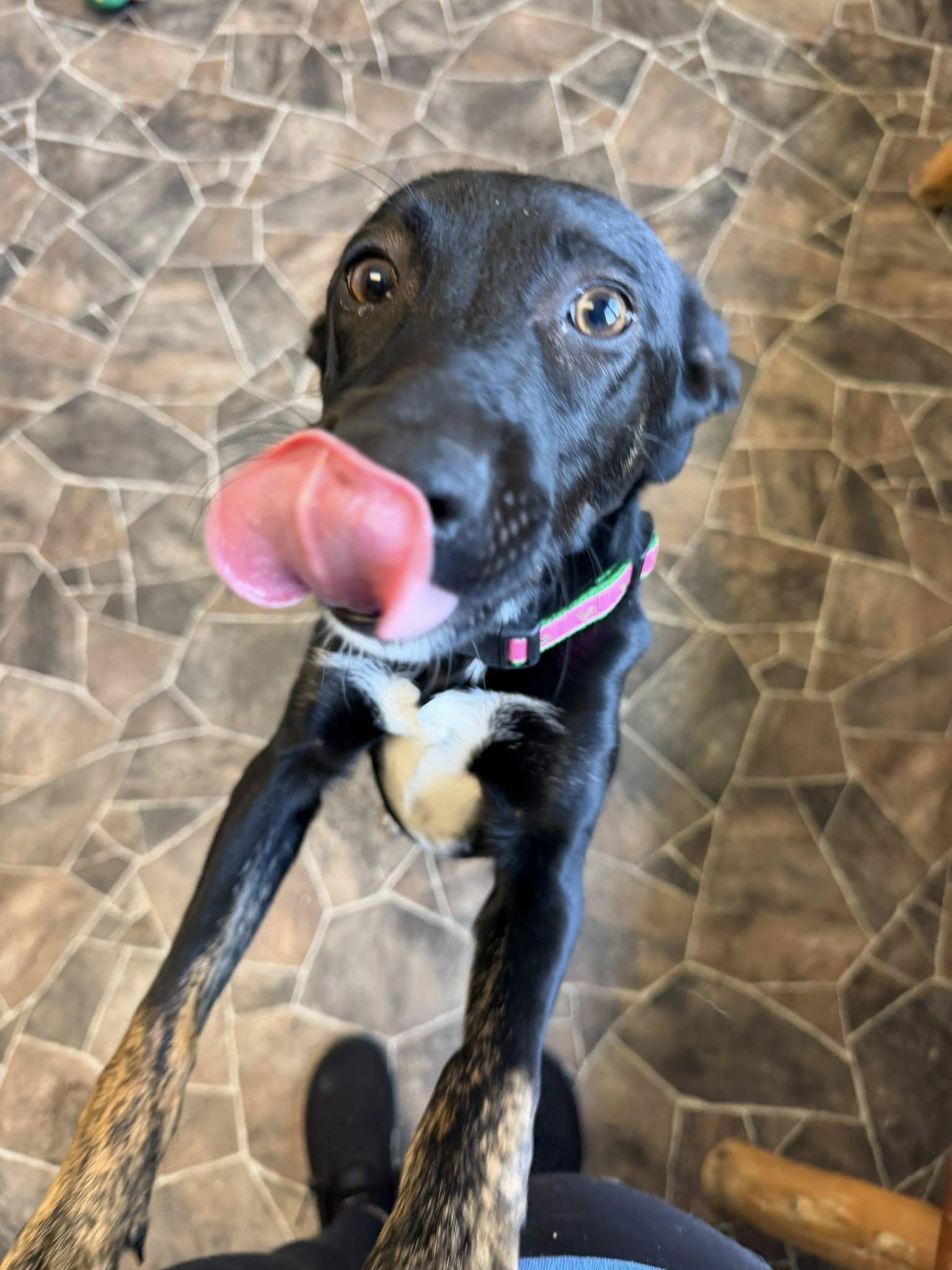 Enlarge Beetle, a ADOPTABLE mixed breed in Sterling Heights, MI image 4/6