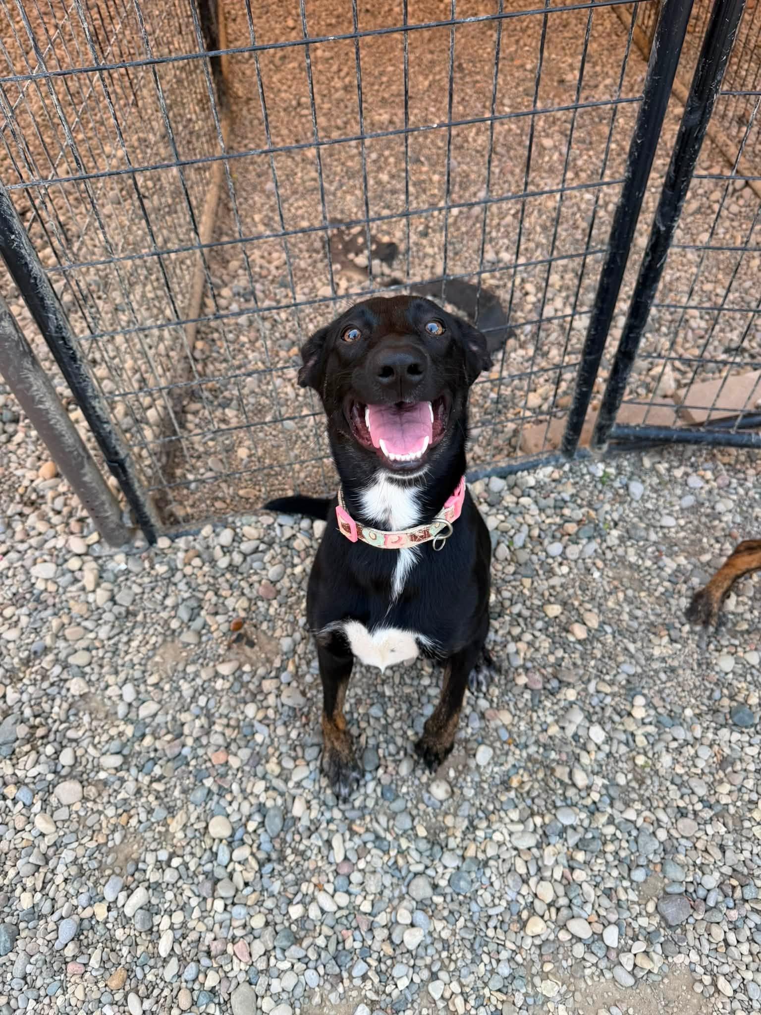 Beetle, an adoptable mixed breed in Sterling Heights, MI image 2/6