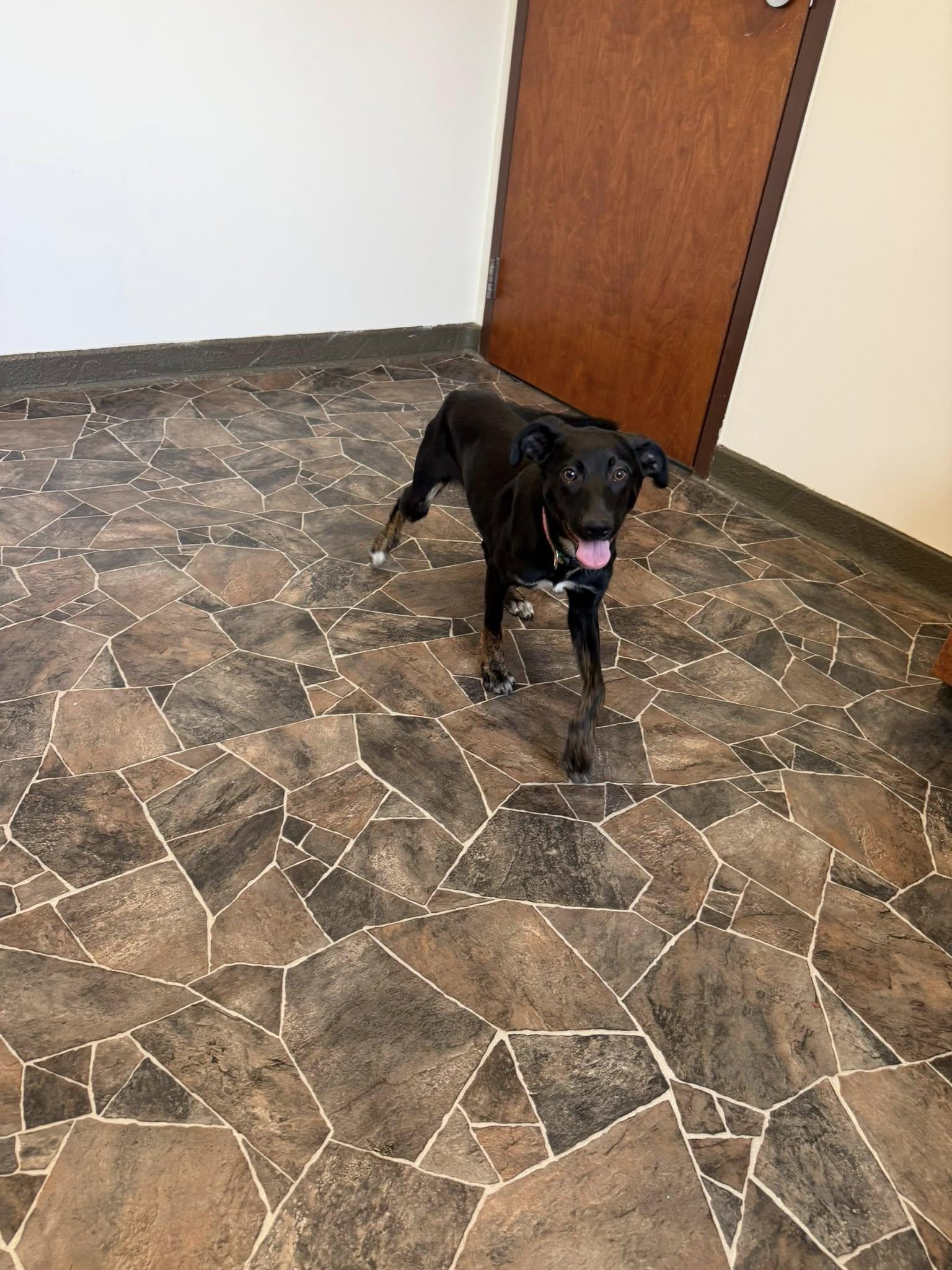 Enlarge Beetle, a ADOPTABLE mixed breed in Sterling Heights, MI image 3/6