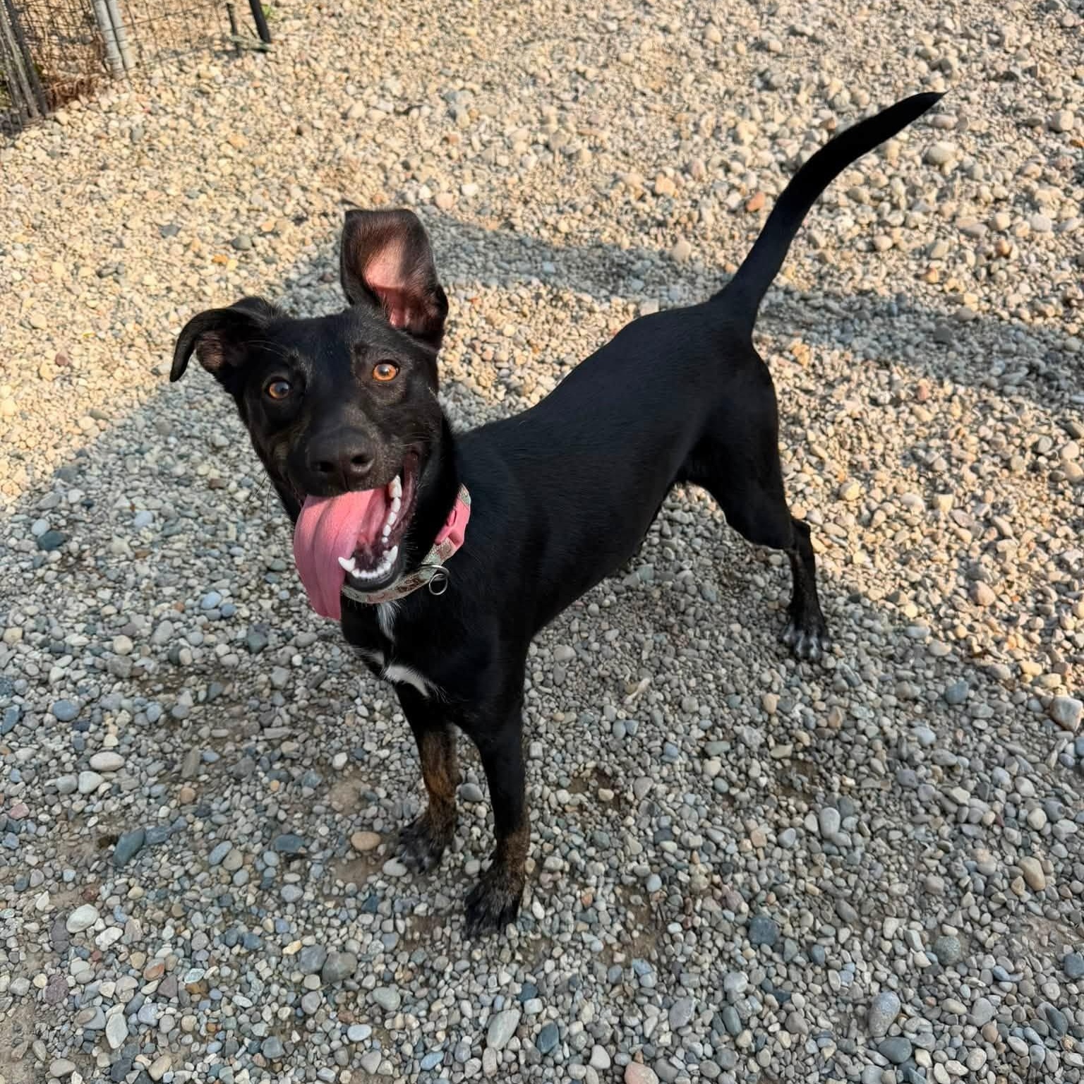 Beetle, adoptable, Puppy Female Terrier.