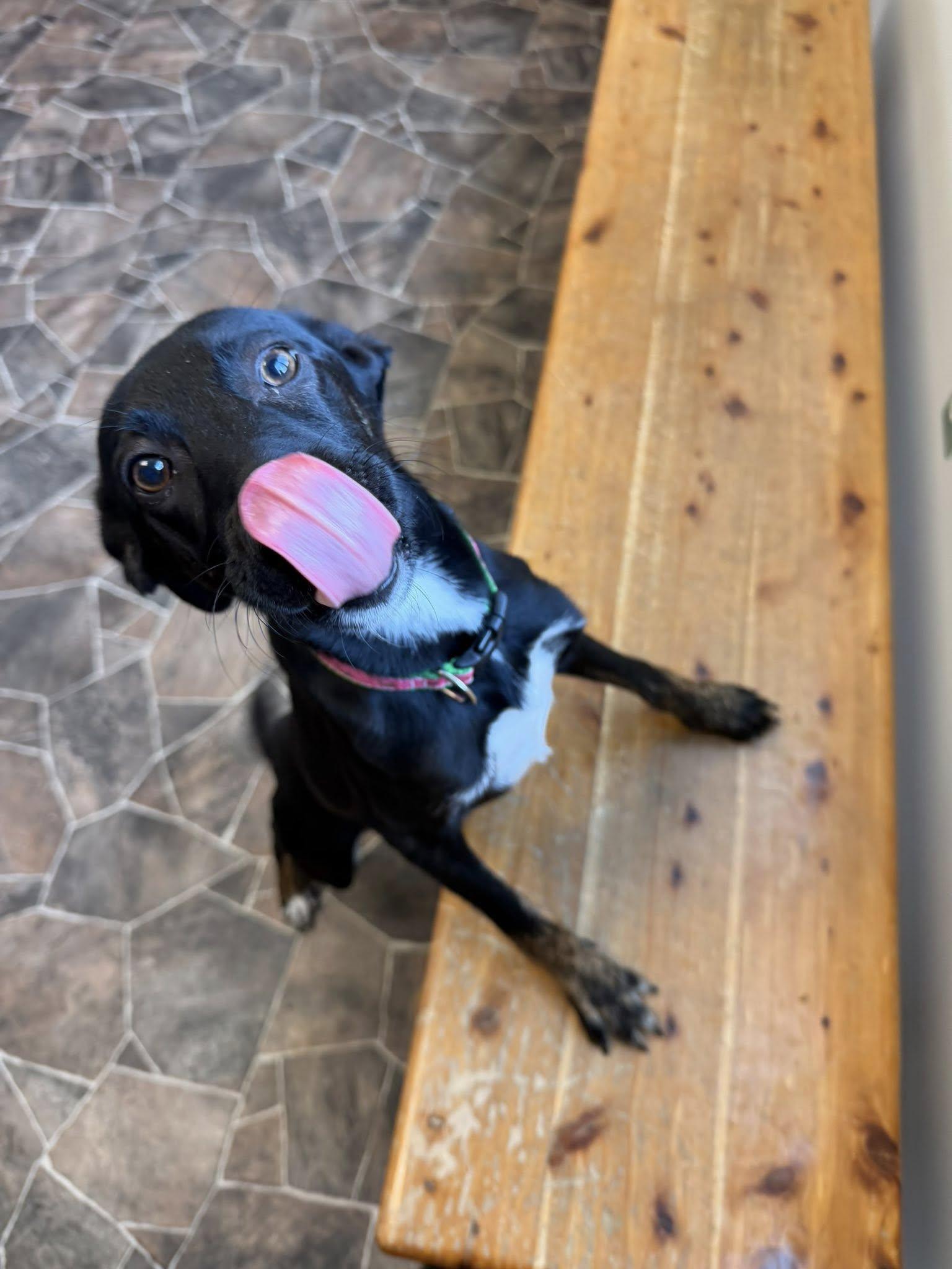 Enlarge Beetle, a ADOPTABLE mixed breed in Sterling Heights, MI image 6/6