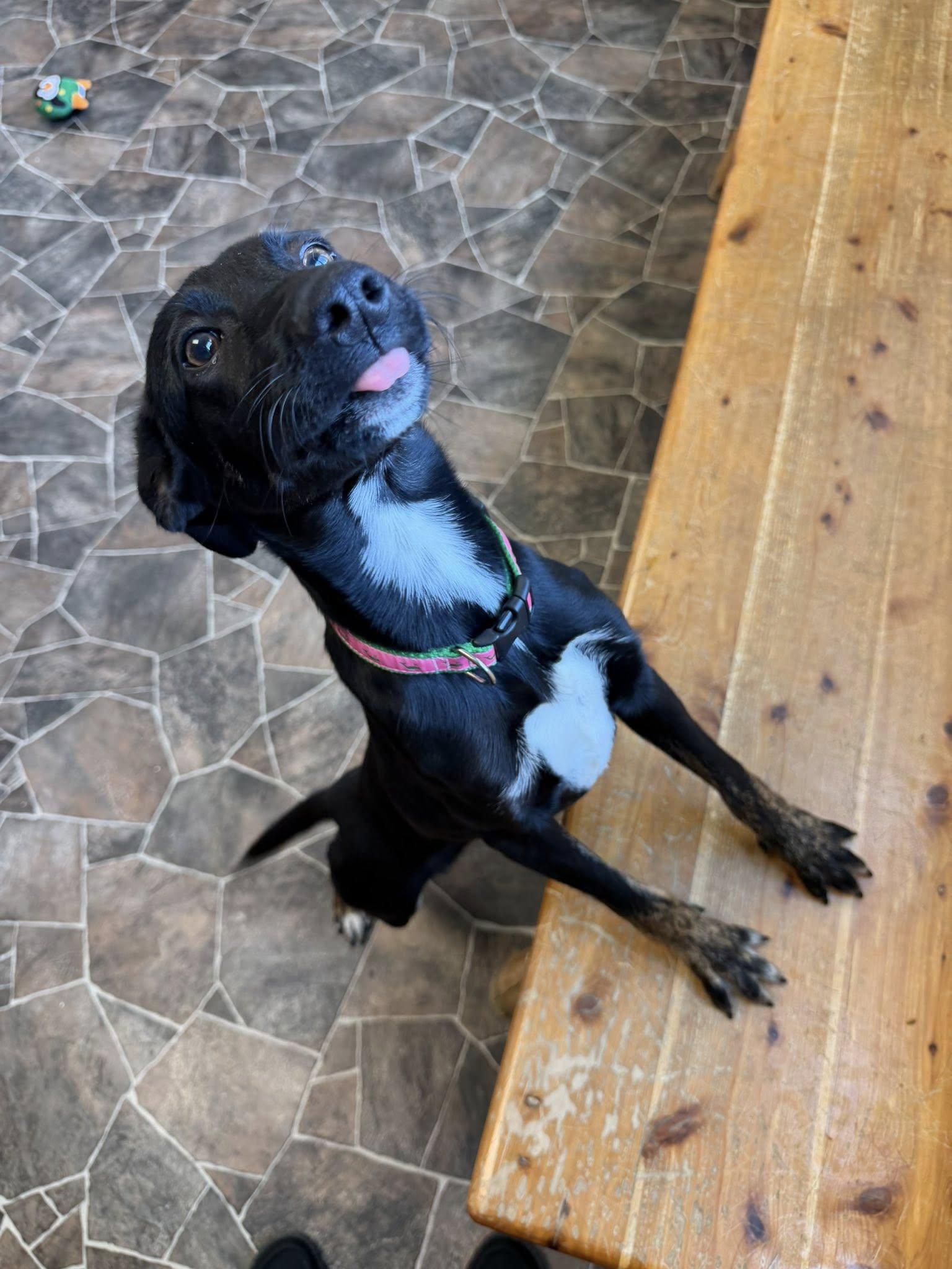 Enlarge Beetle, a ADOPTABLE mixed breed in Sterling Heights, MI image 2/6