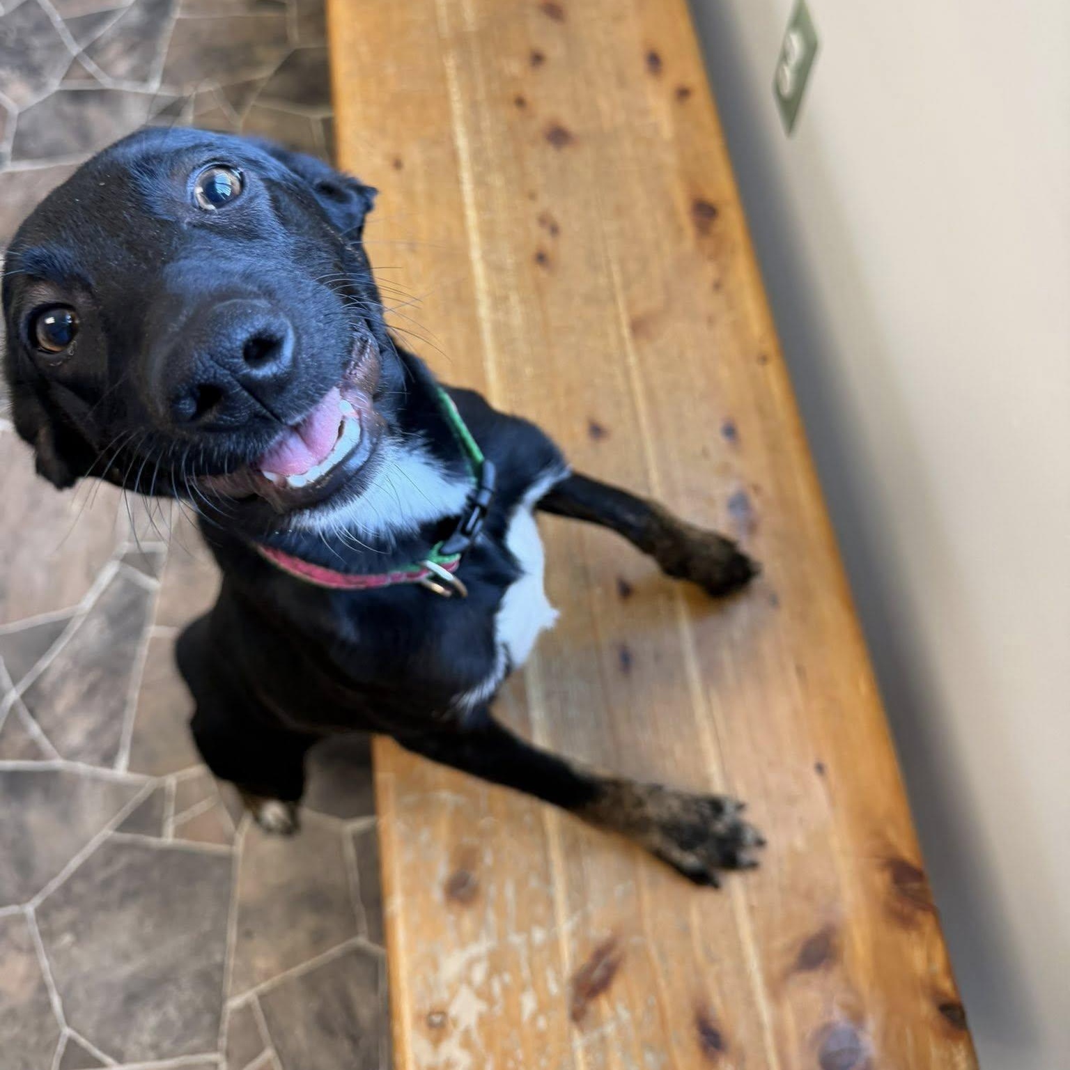 Enlarge Beetle, a ADOPTABLE mixed breed in Sterling Heights, MI image 1/6