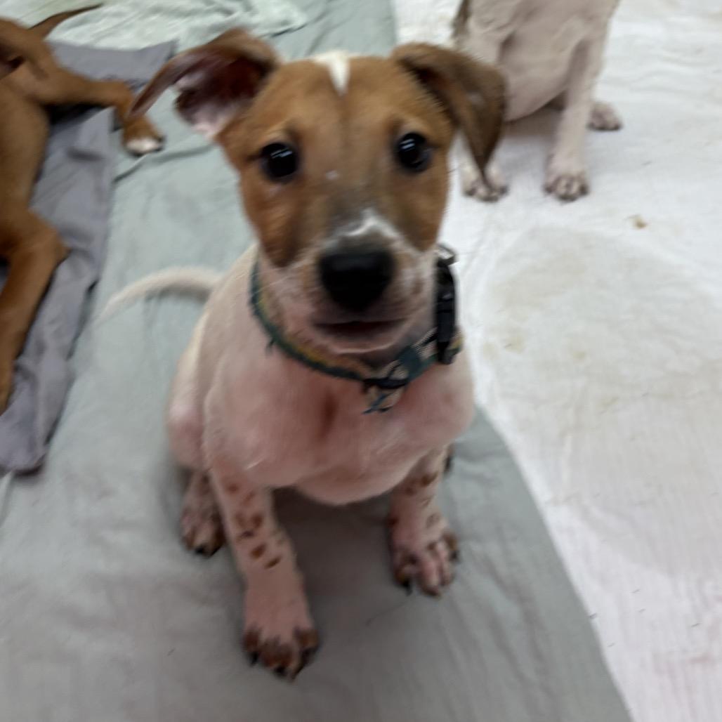 Anaconda - Butler Campus!, Adoptable, Young Male Cattle Dog & Mixed Breed.