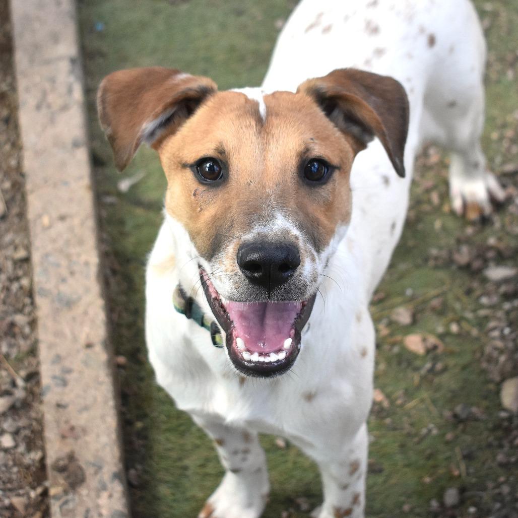 Enlarge Anaconda - Butler Campus!, a Adoptable mixed breed in Flagstaff, AZ image 3/6