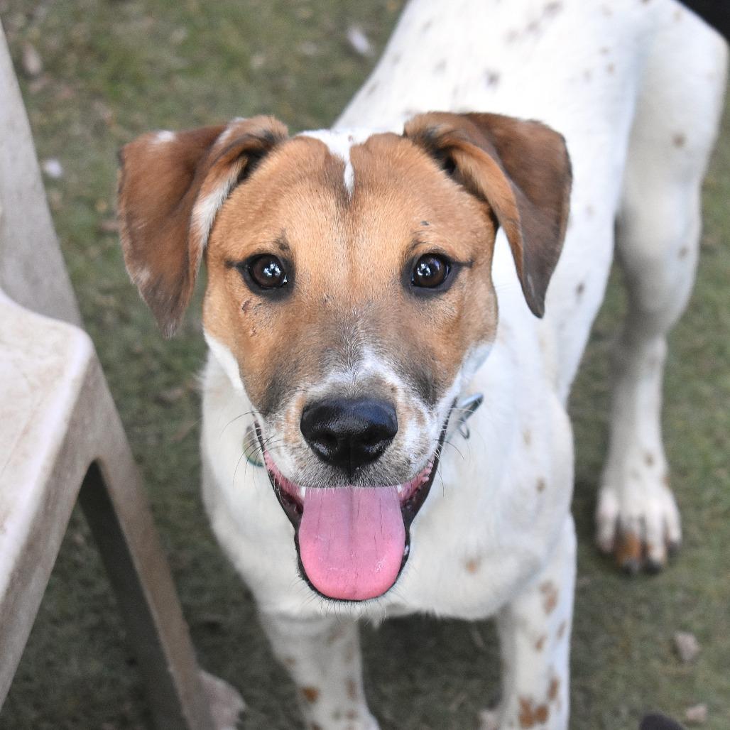 Enlarge Anaconda - Butler Campus!, a Adoptable mixed breed in Flagstaff, AZ image 4/6