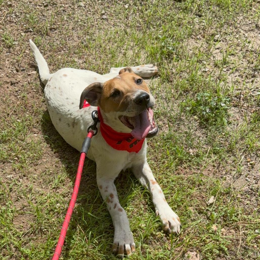 Enlarge Anaconda - Butler Campus!, a Adoptable mixed breed in Flagstaff, AZ image 5/6
