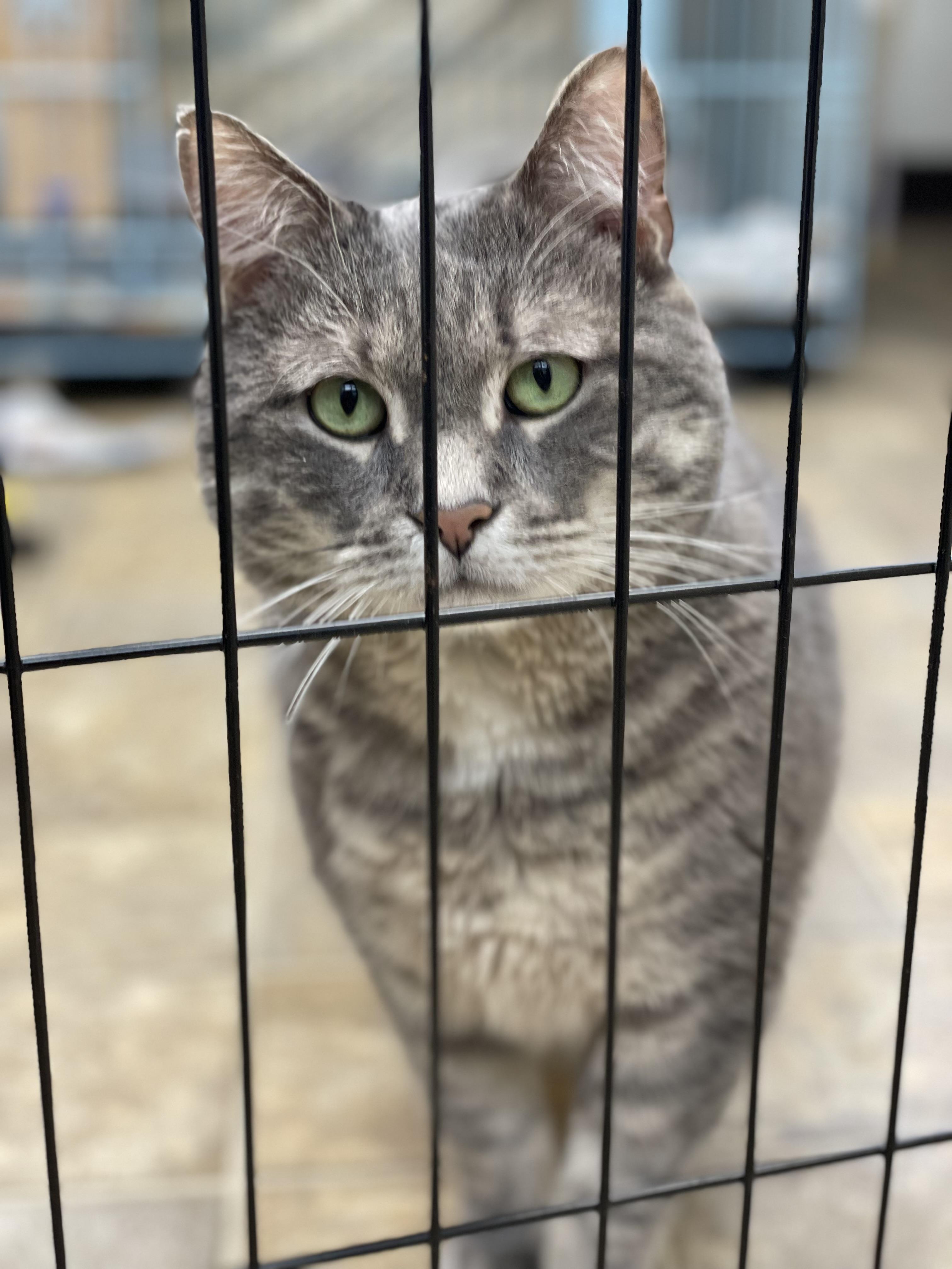 Romeo, an adoptable Domestic Short Hair in Calais, ME, 04619 | Photo Image 3