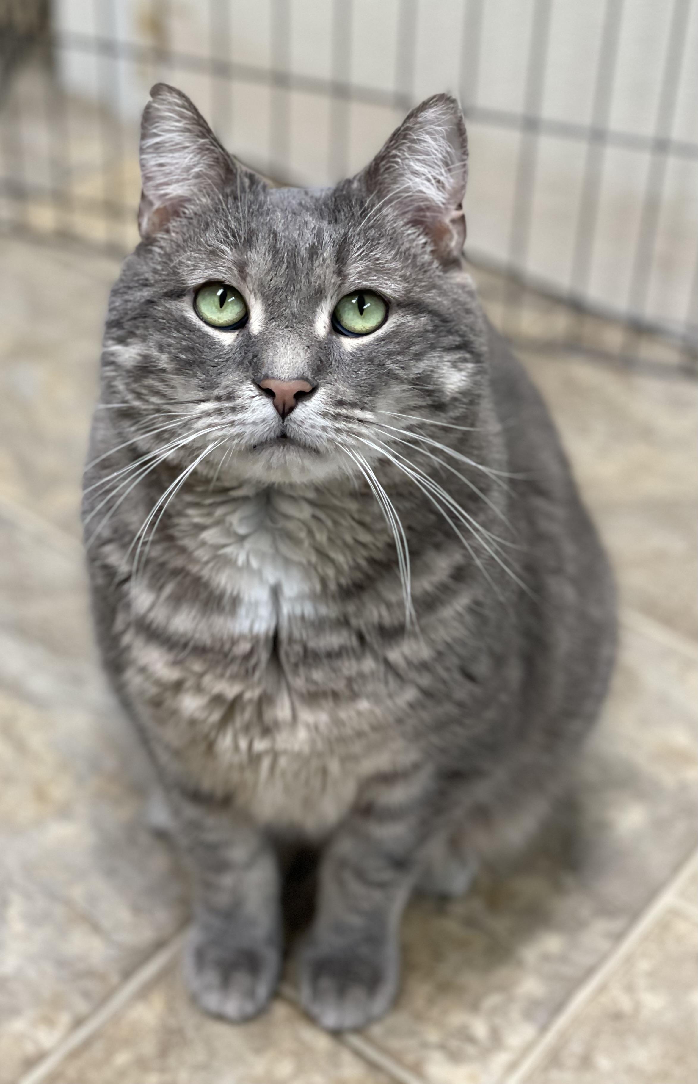 Romeo, an adoptable Domestic Short Hair in Calais, ME, 04619 | Photo Image 1