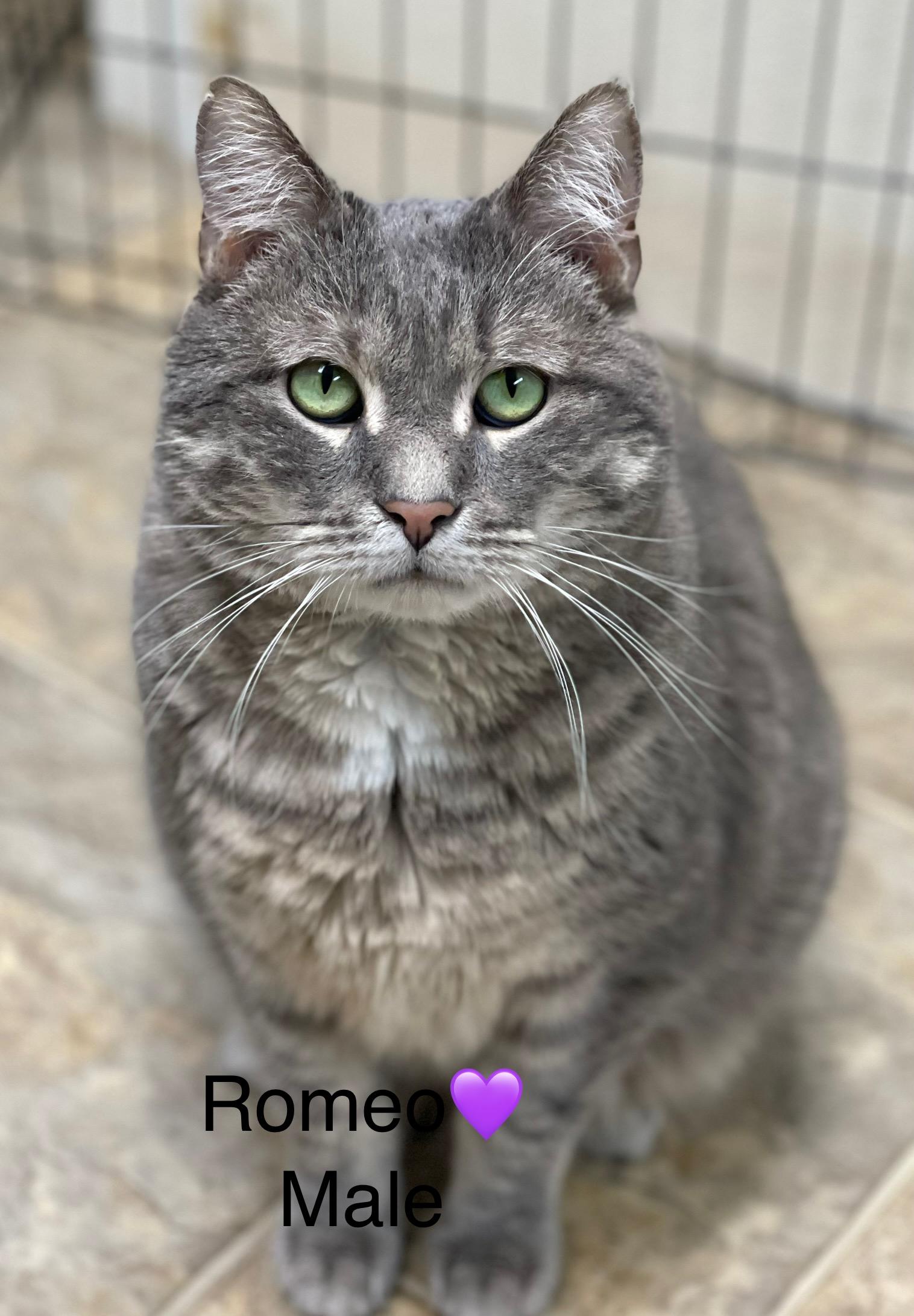 Romeo, an adoptable Domestic Short Hair in Calais, ME, 04619 | Photo Image 2