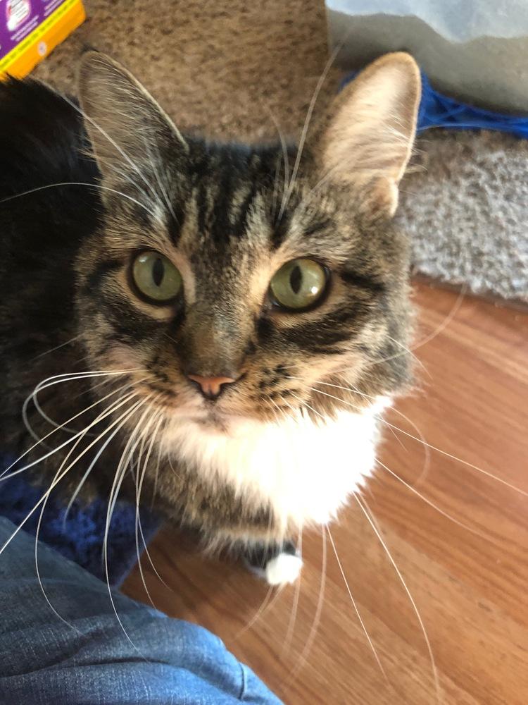 Tabitha, Adoptable, Adult Female Maine Coon.