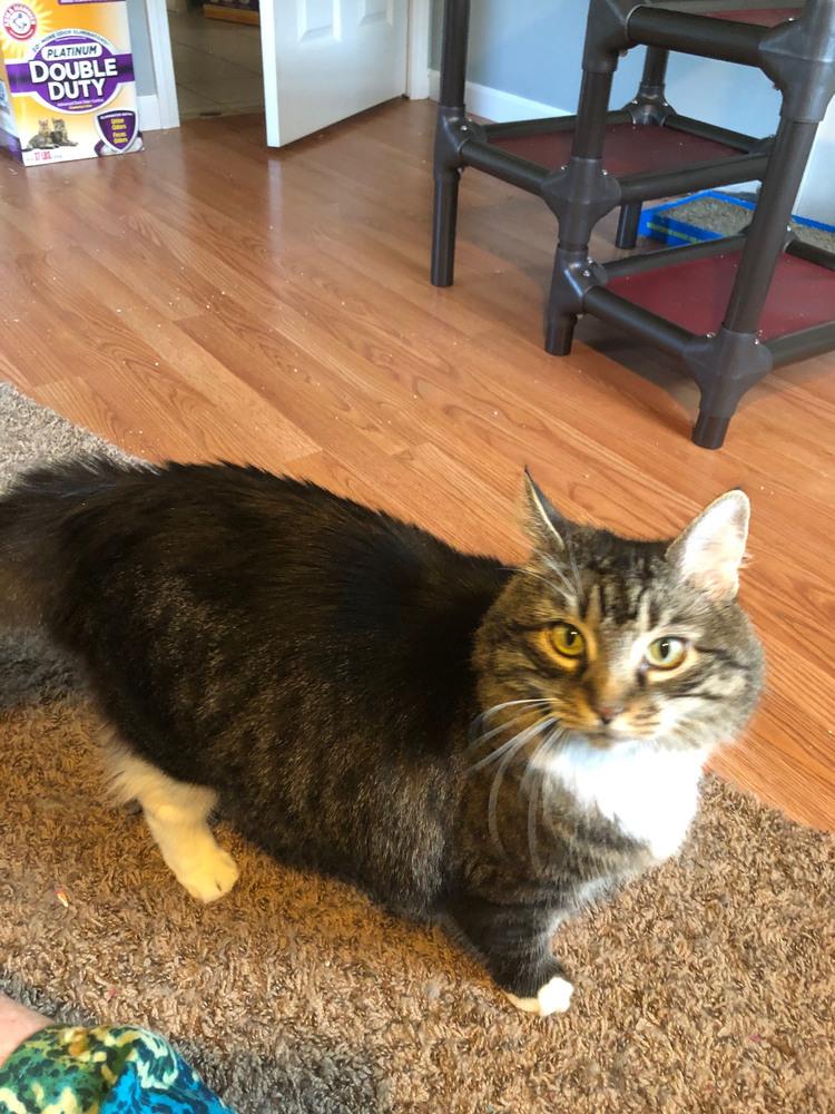 Enlarge Tabitha, a Adoptable Maine Coon in Trinity, NC image 2/2