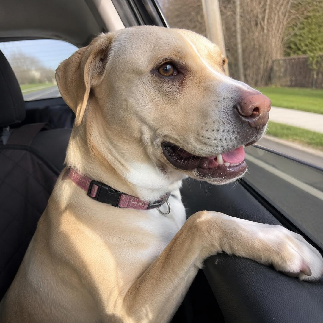 Enlarge Lola, an adopted mixed breed in Mount Prospect, IL image 5/6