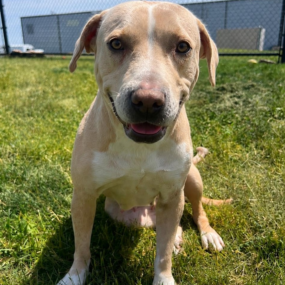 Enlarge Lola, an adopted mixed breed in Mount Prospect, IL image 2/6