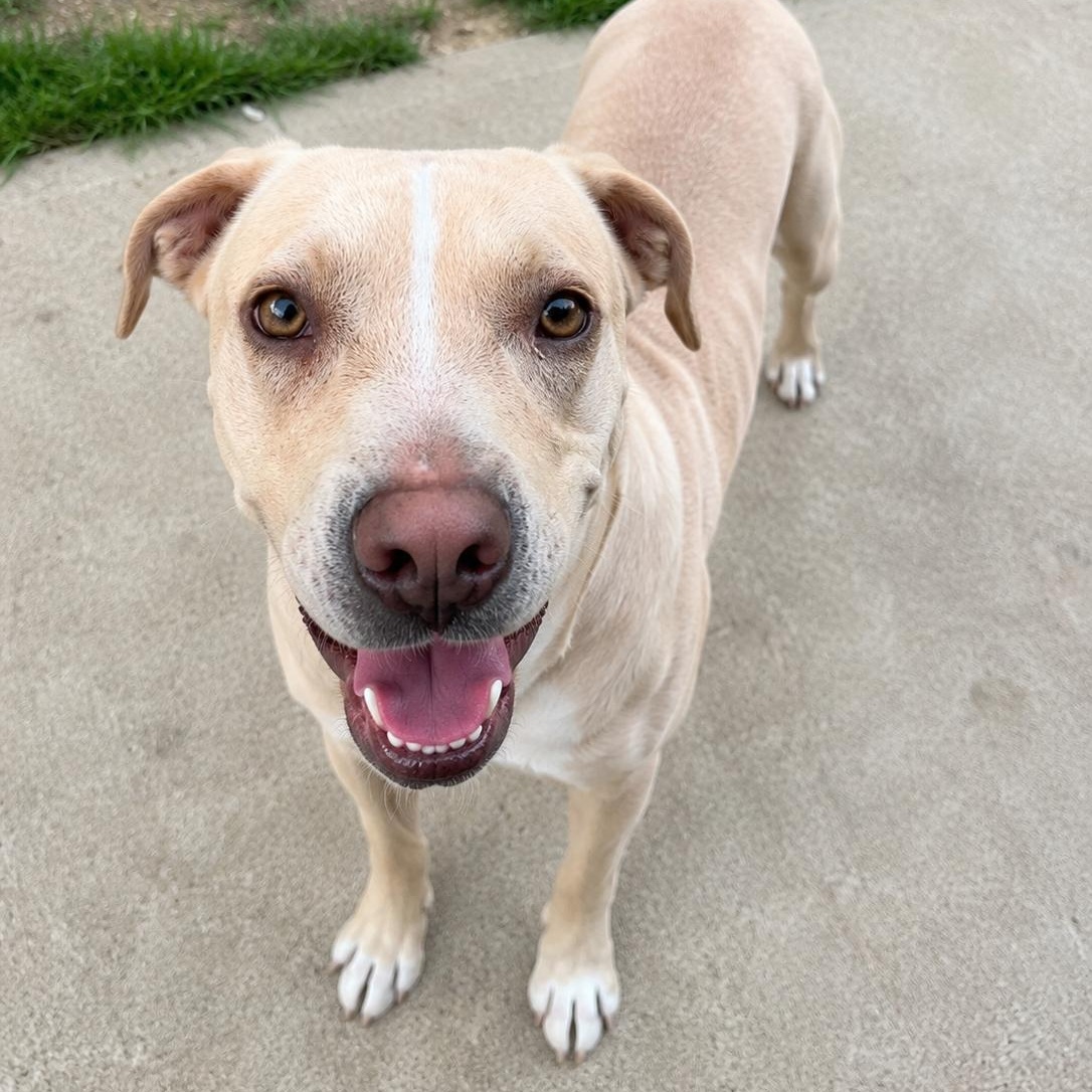 Enlarge Lola, an adopted mixed breed in Mount Prospect, IL image 3/6